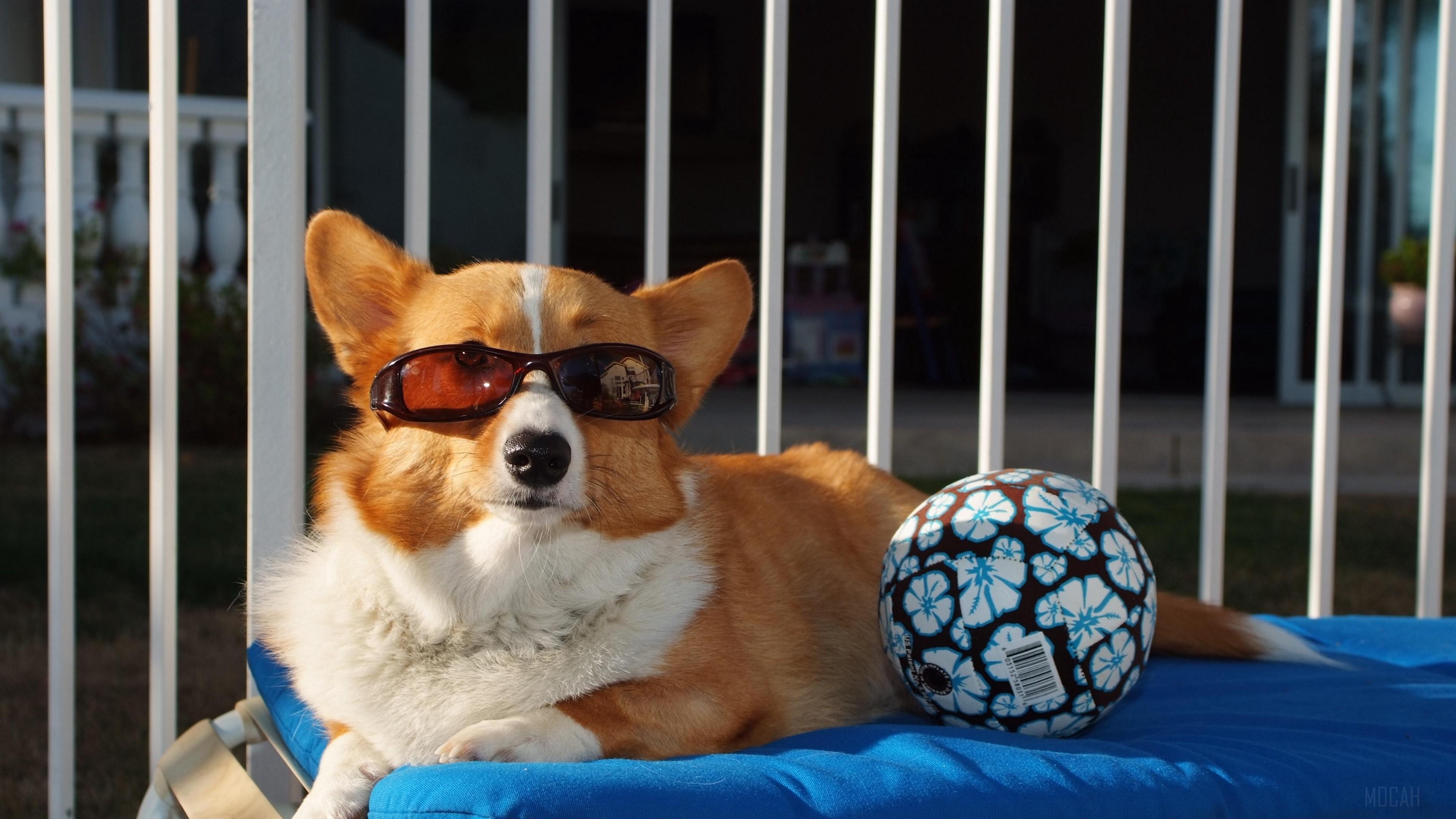 HD wallpaper, Sunglasses, Beach, Lie 4K, Ball, Dog