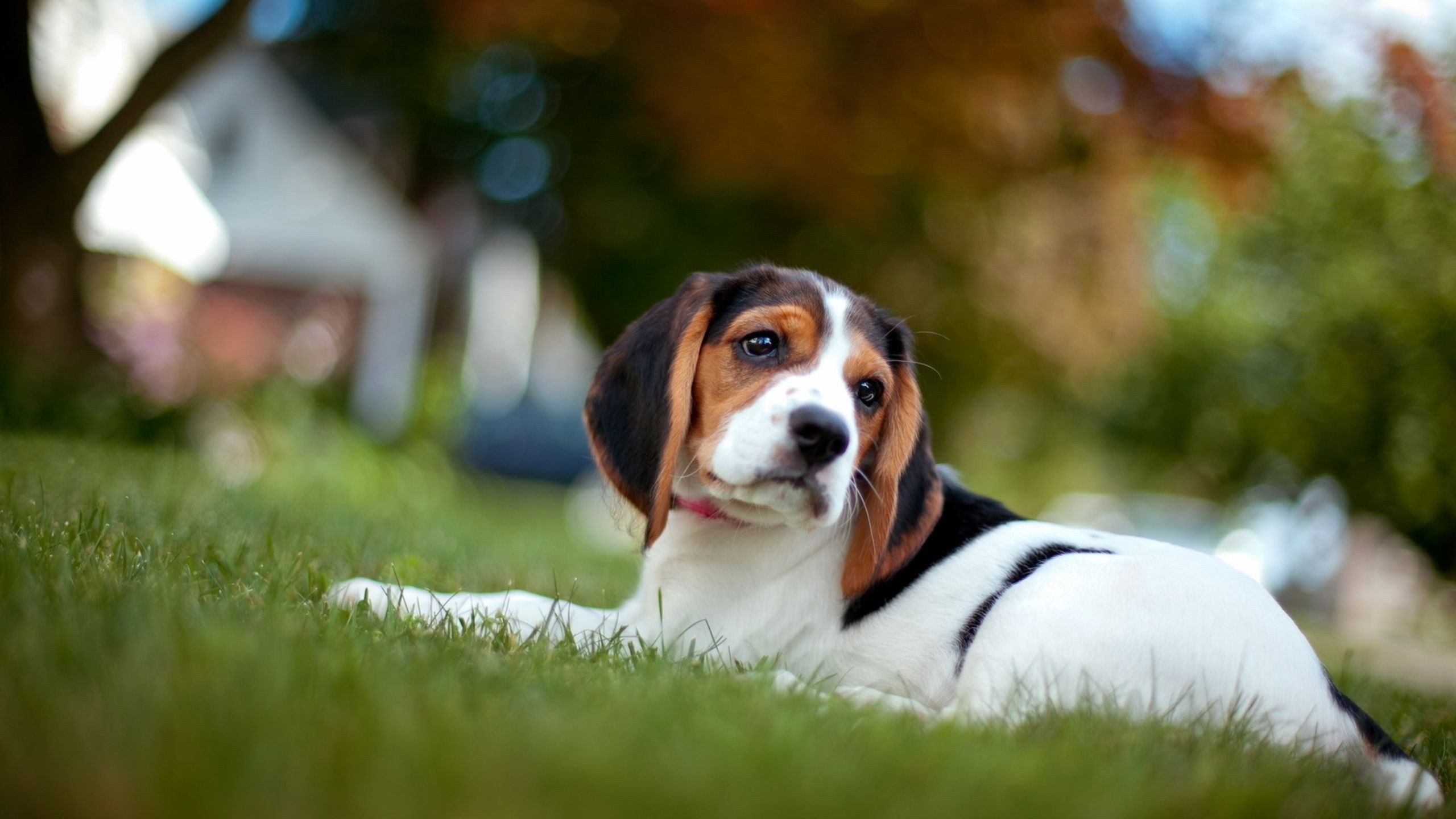 HD wallpaper, Beagle, Dog