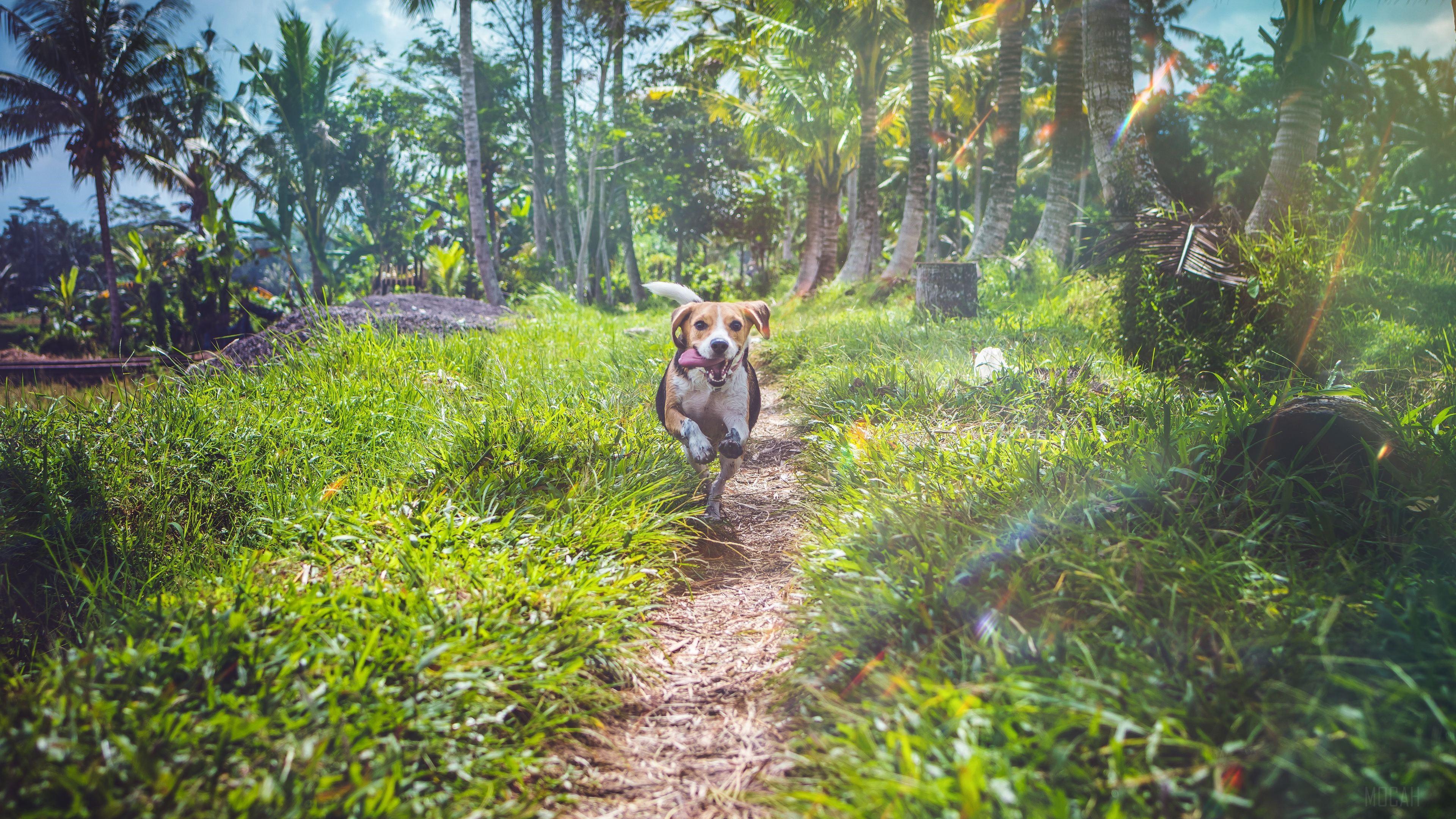 HD wallpaper, Beagle Dog In Joy 4K