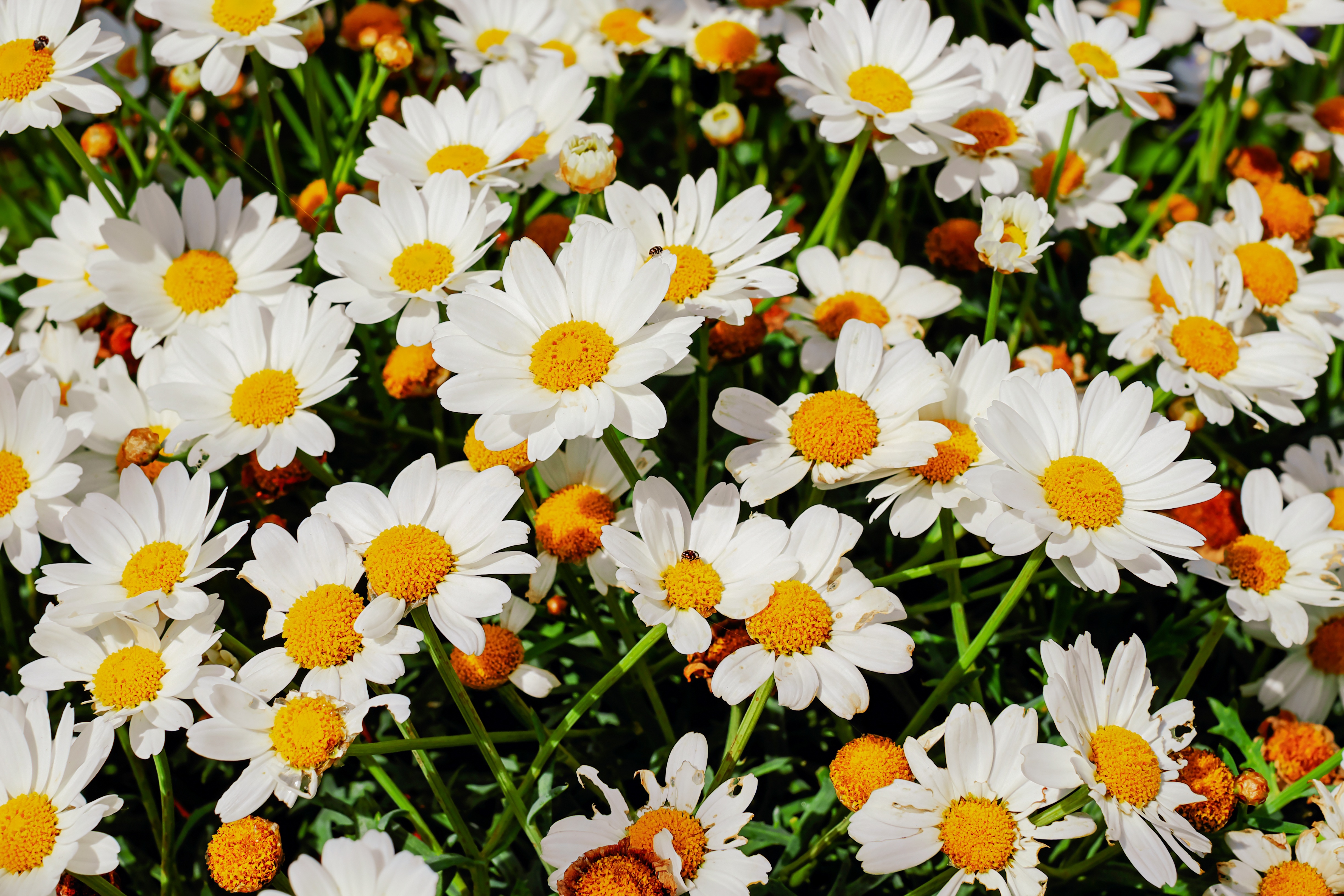 HD wallpaper, Garden, Floral, Spring, Beautiful, 5K, Bloom, White Flowers, Daisies