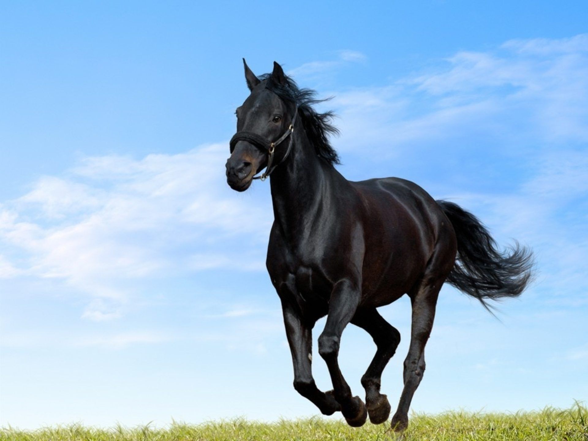 HD wallpaper, Arabian, Beautiful, Horse, Hd