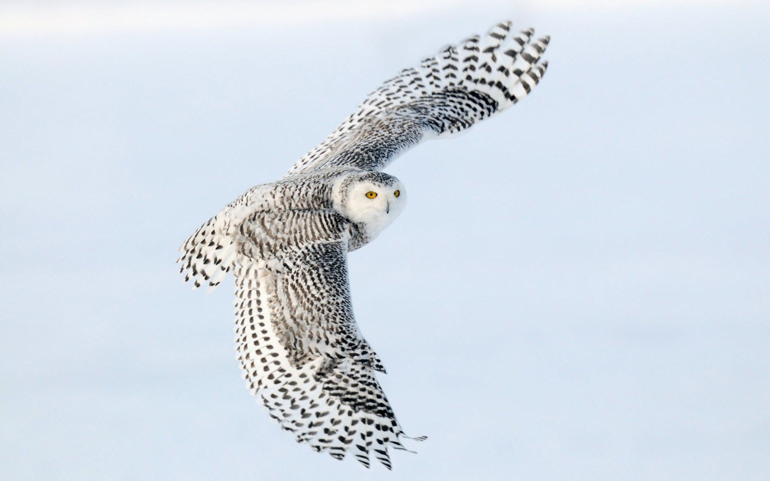 HD wallpaper, Owl, Flying, Beautiful, Bird, Photo, Snowy