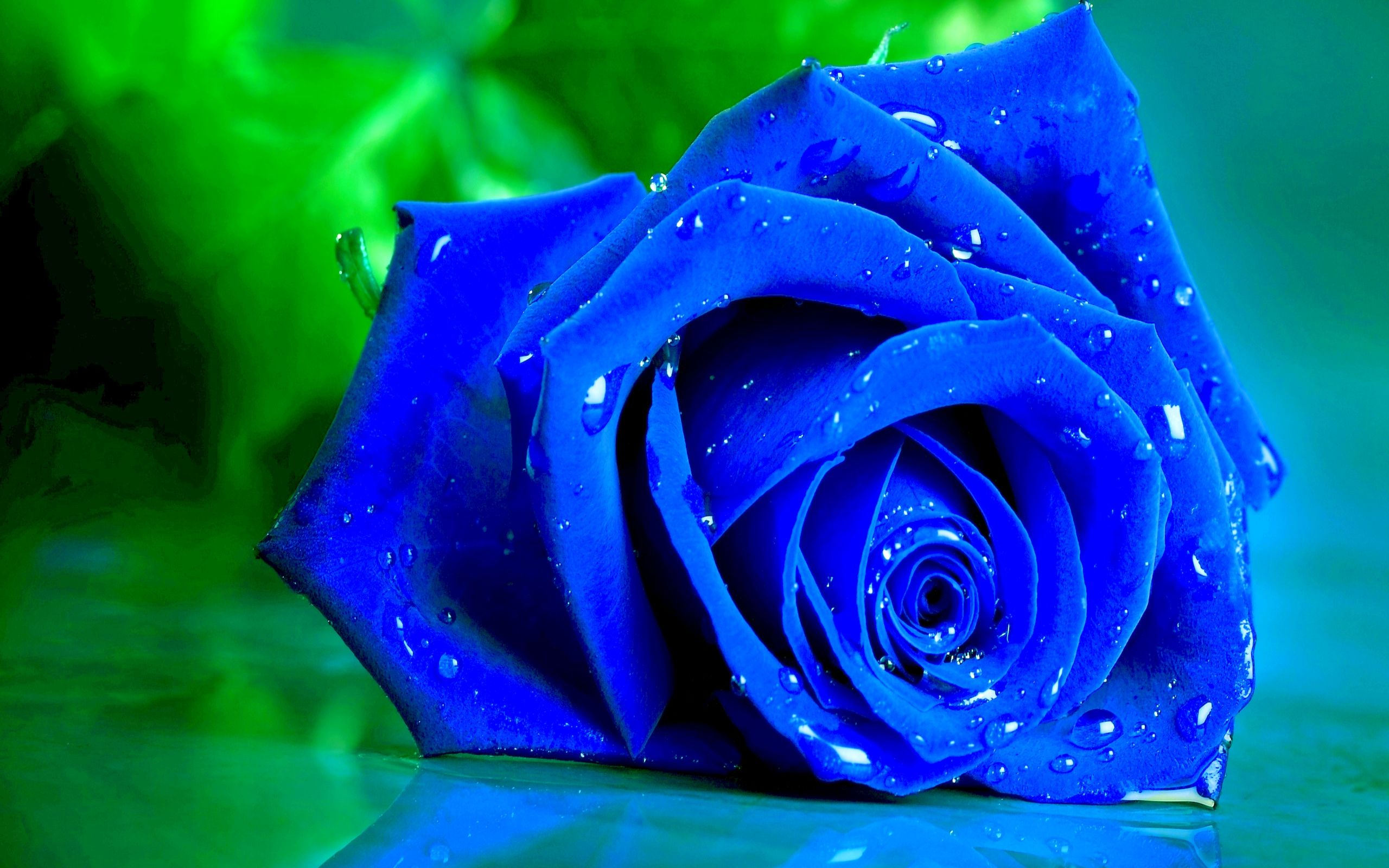 HD wallpaper, Beautiful, Roses, Blue