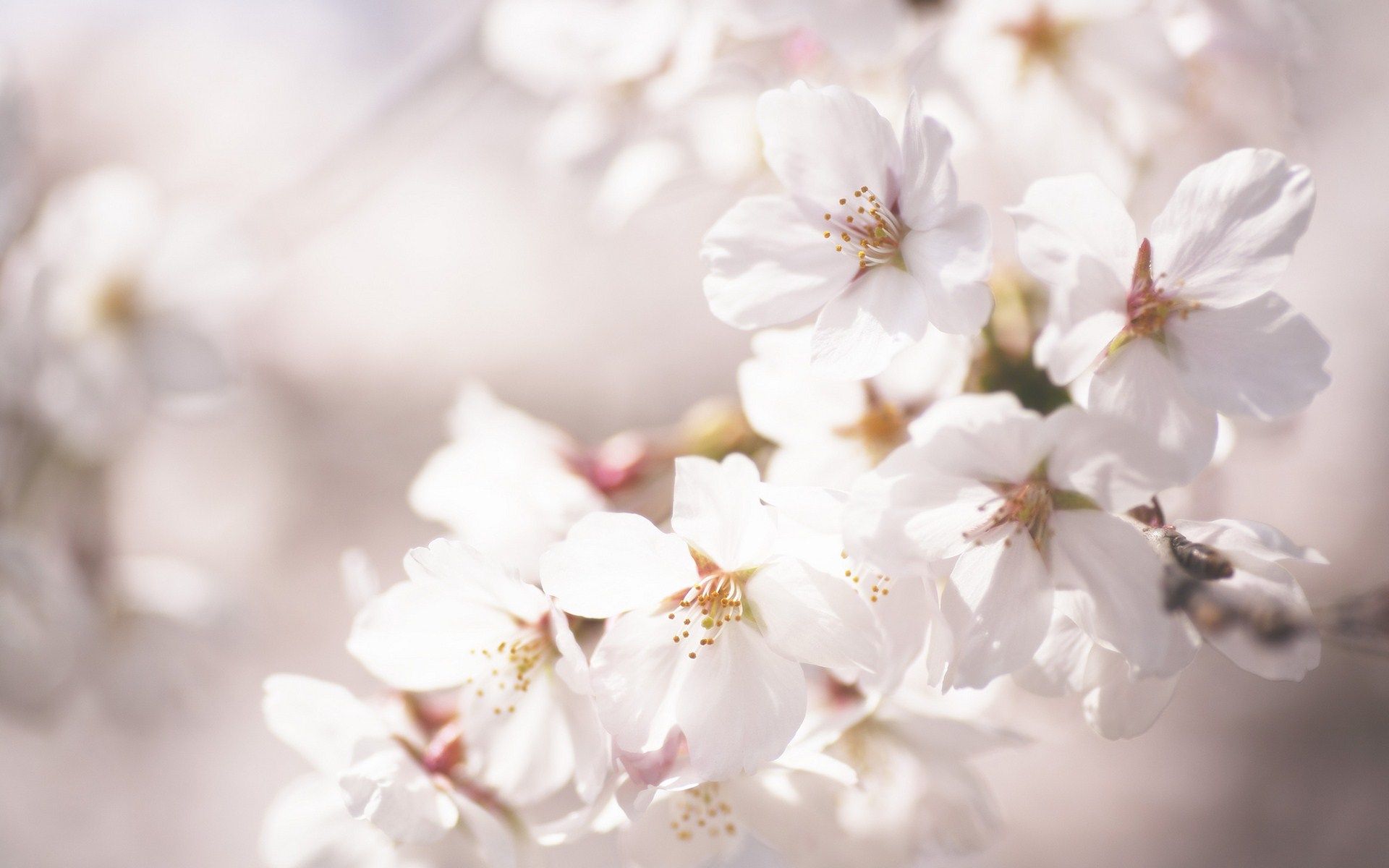 HD wallpaper, Blossom, Cherry, Flower, Beautiful