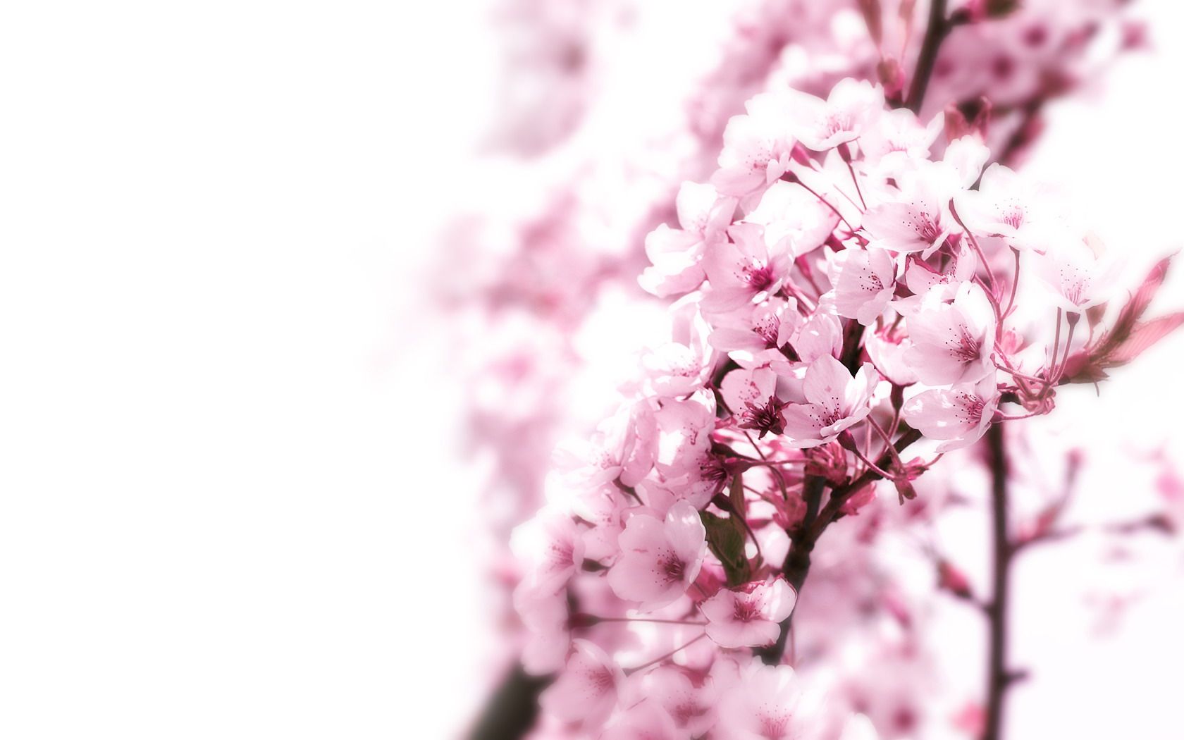 HD wallpaper, Blossom, Beautiful, Cherry