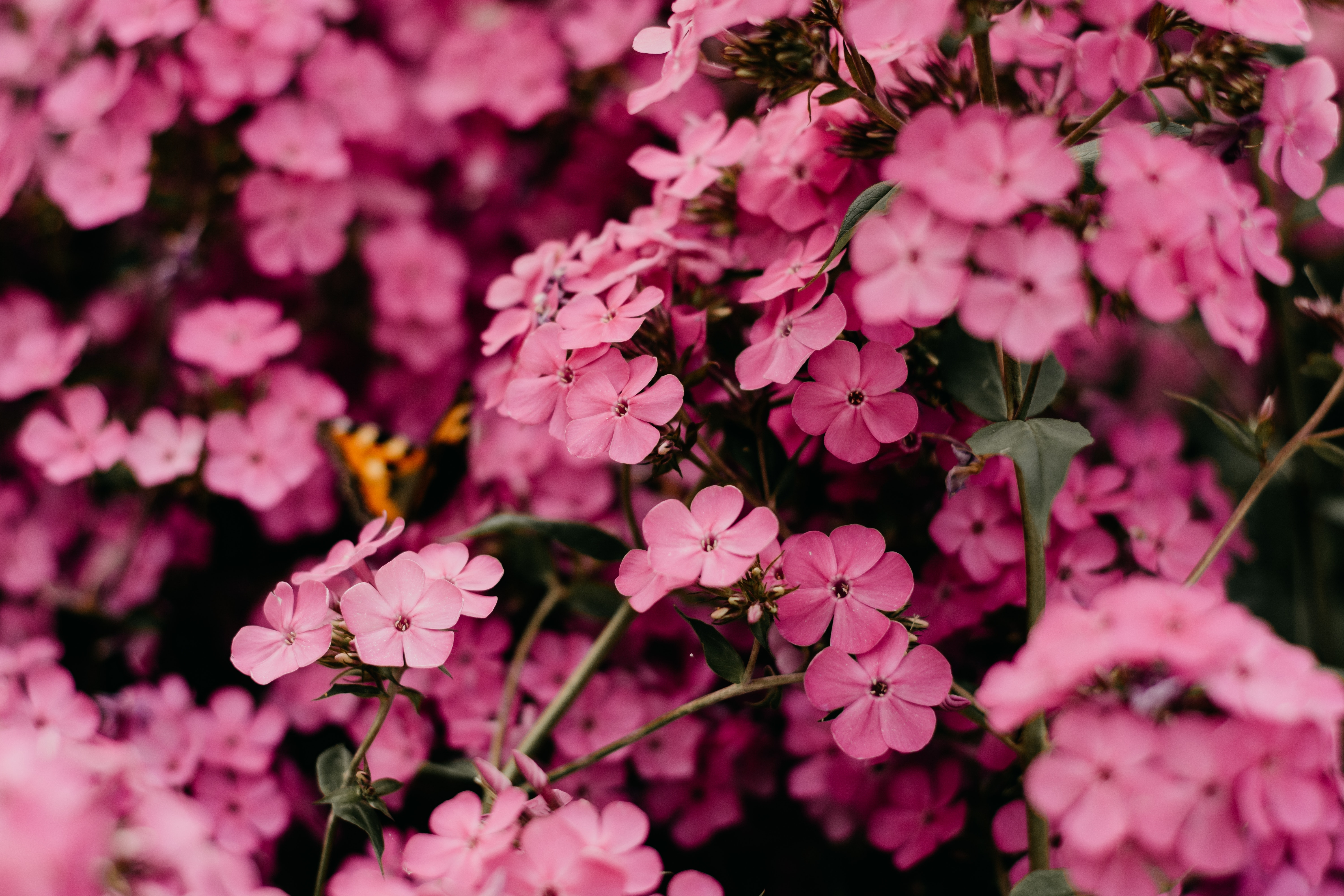 HD wallpaper, Pink Flowers, Bokeh, Spring, Beautiful, Closeup, Bloom, Floral, Blossom, 5K