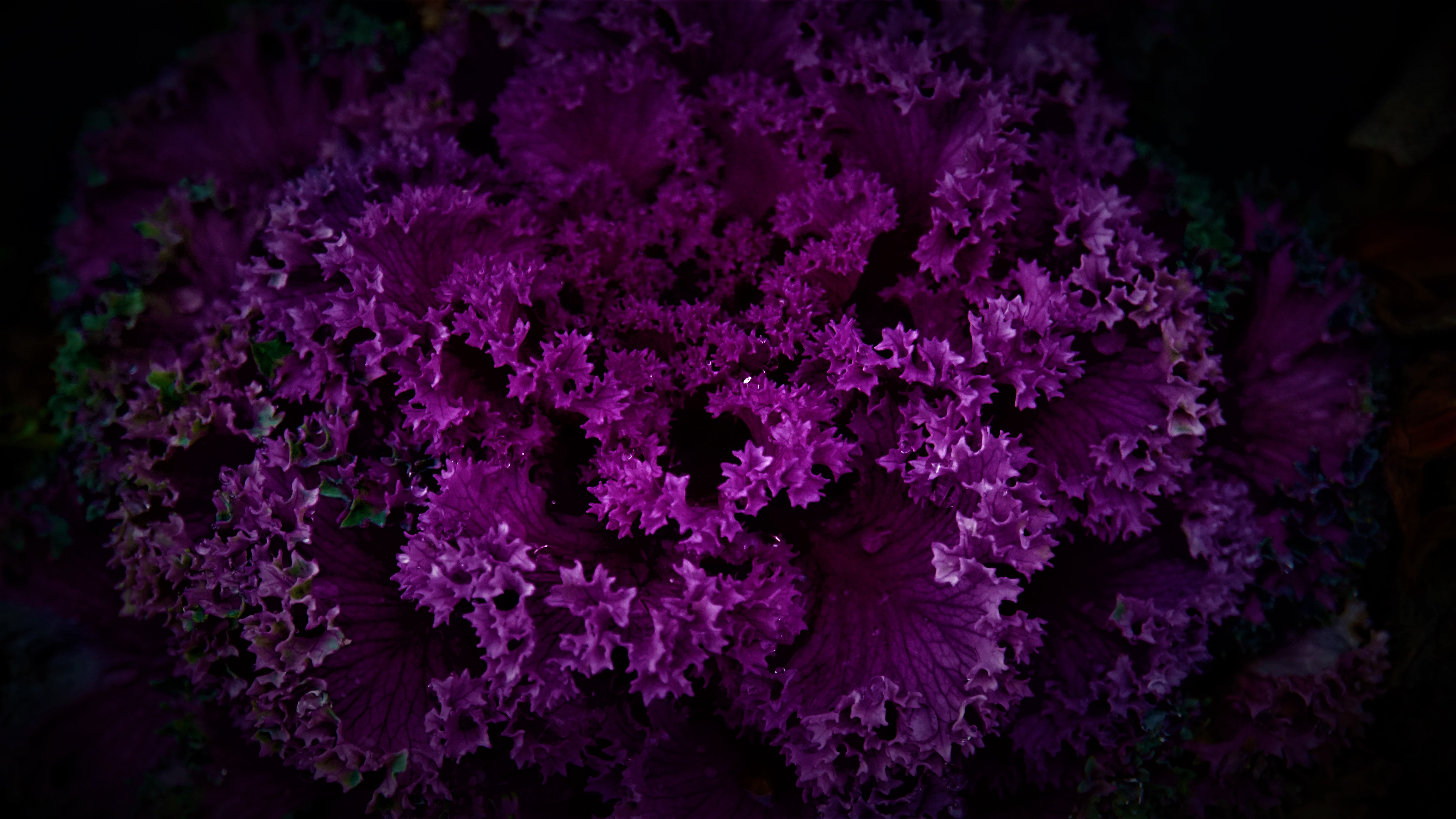 HD wallpaper, 5K, Pattern, Dark Background, Purple Plant, Beautiful, Purple Flowers, Floral