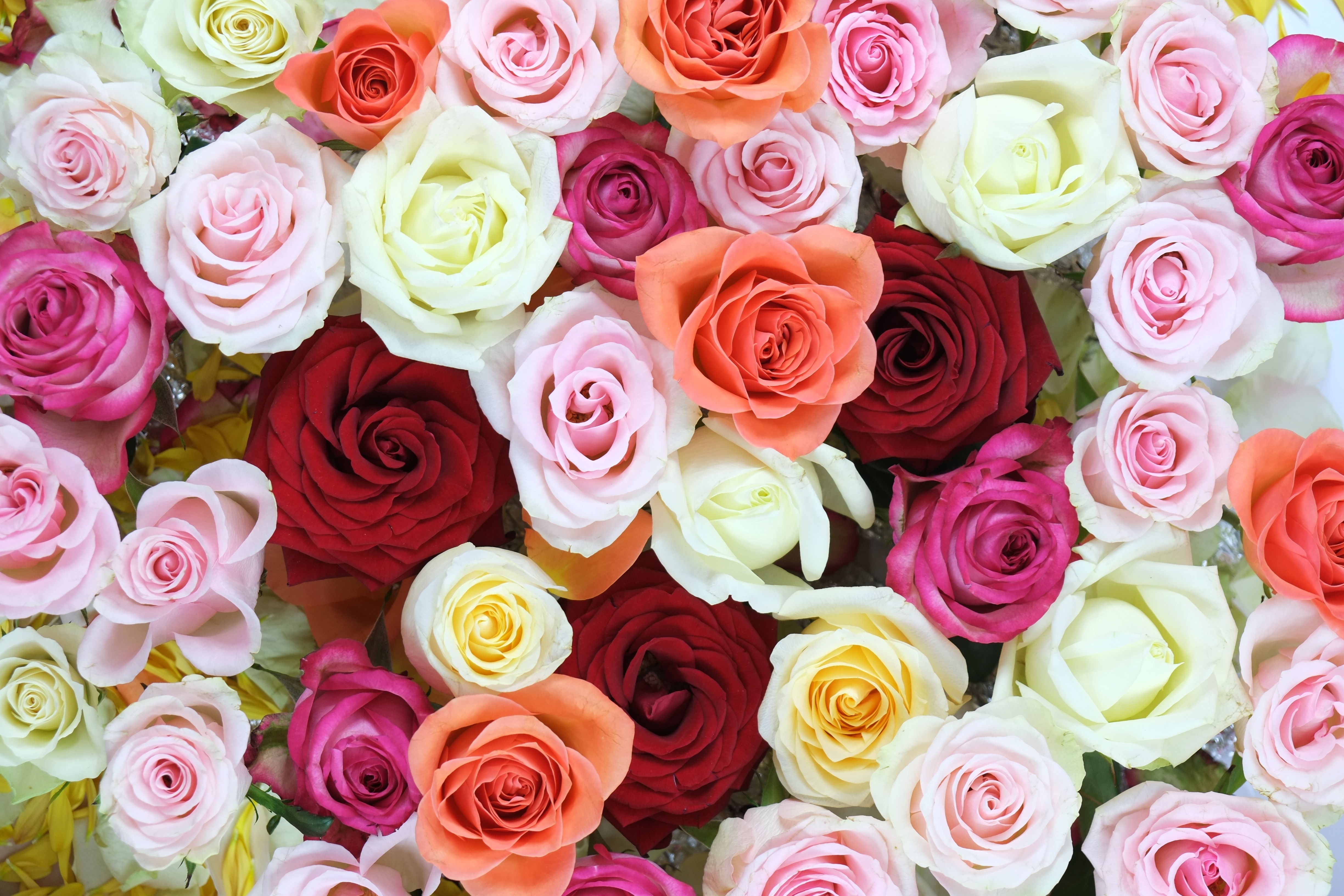 HD wallpaper, Floral Background, Multicolor, 5K, Rose Flowers, Colorful, Beautiful, Blossom