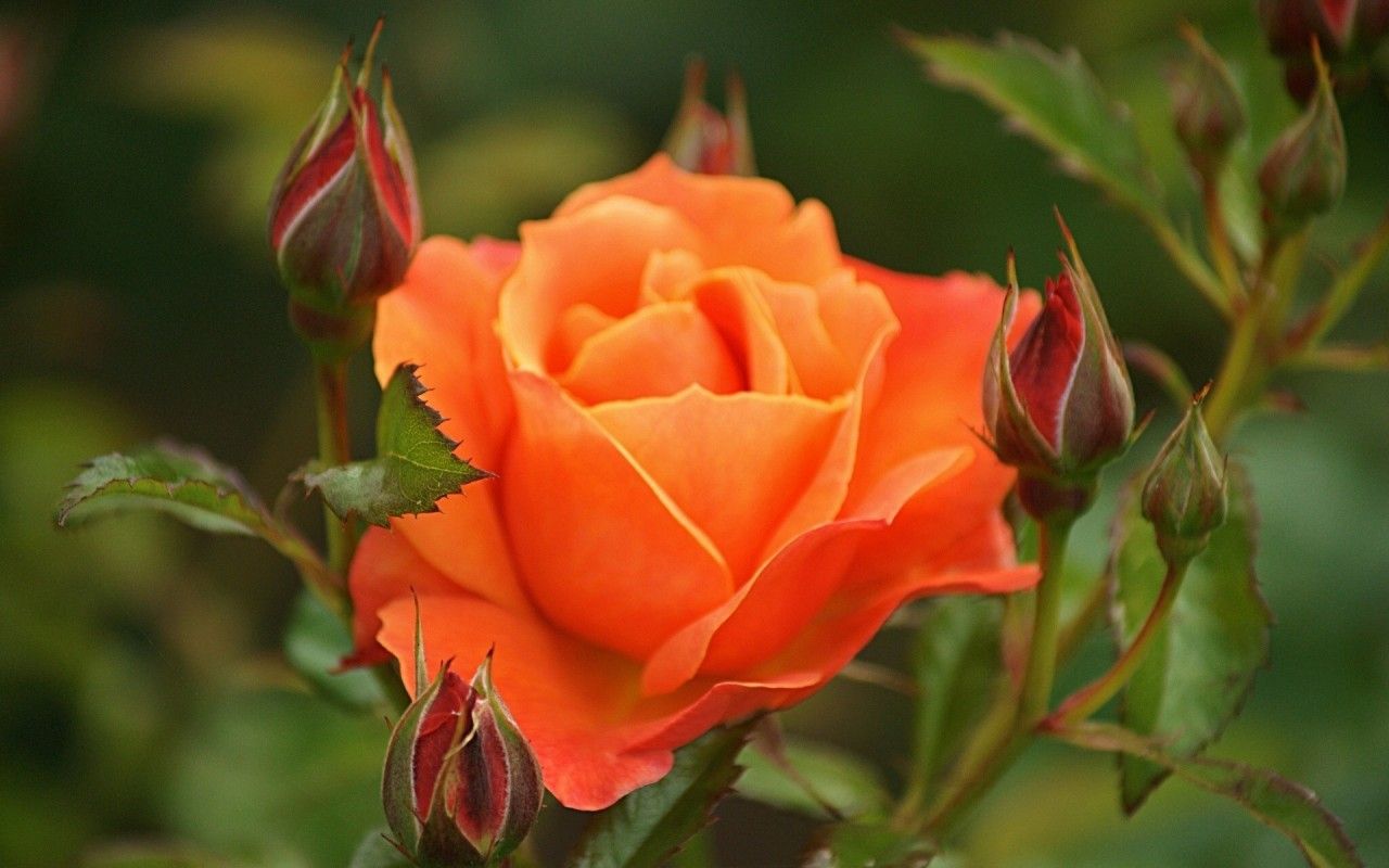 HD wallpaper, Beautiful, Roses, Orange