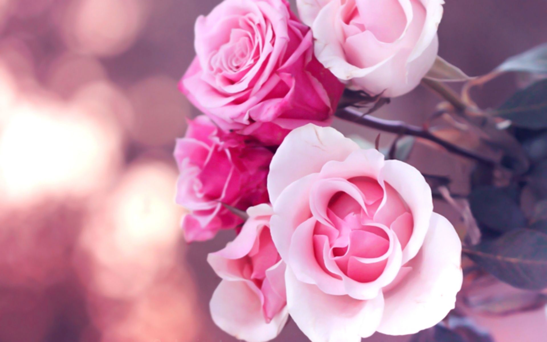 HD wallpaper, Pink, Roses, Beautiful, Wallpaper