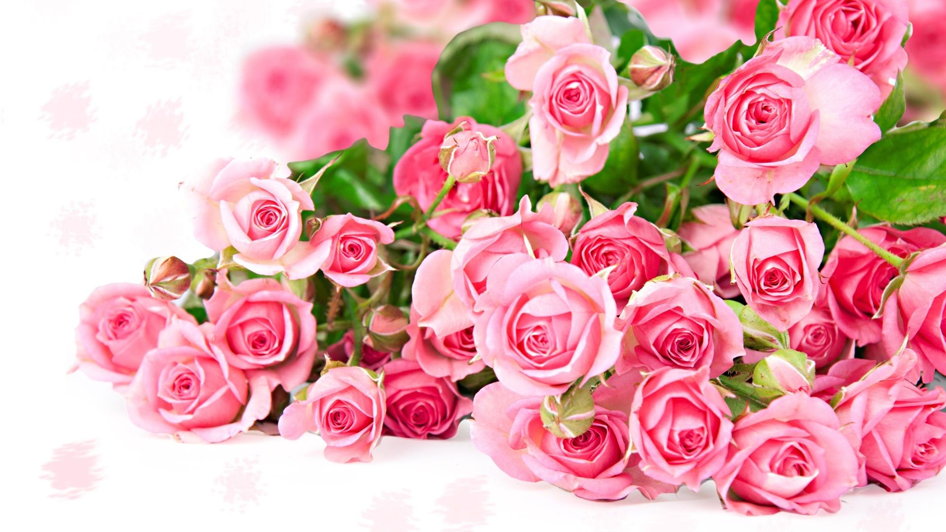 HD wallpaper, Roses, Beautiful, Pink, Wallpaper