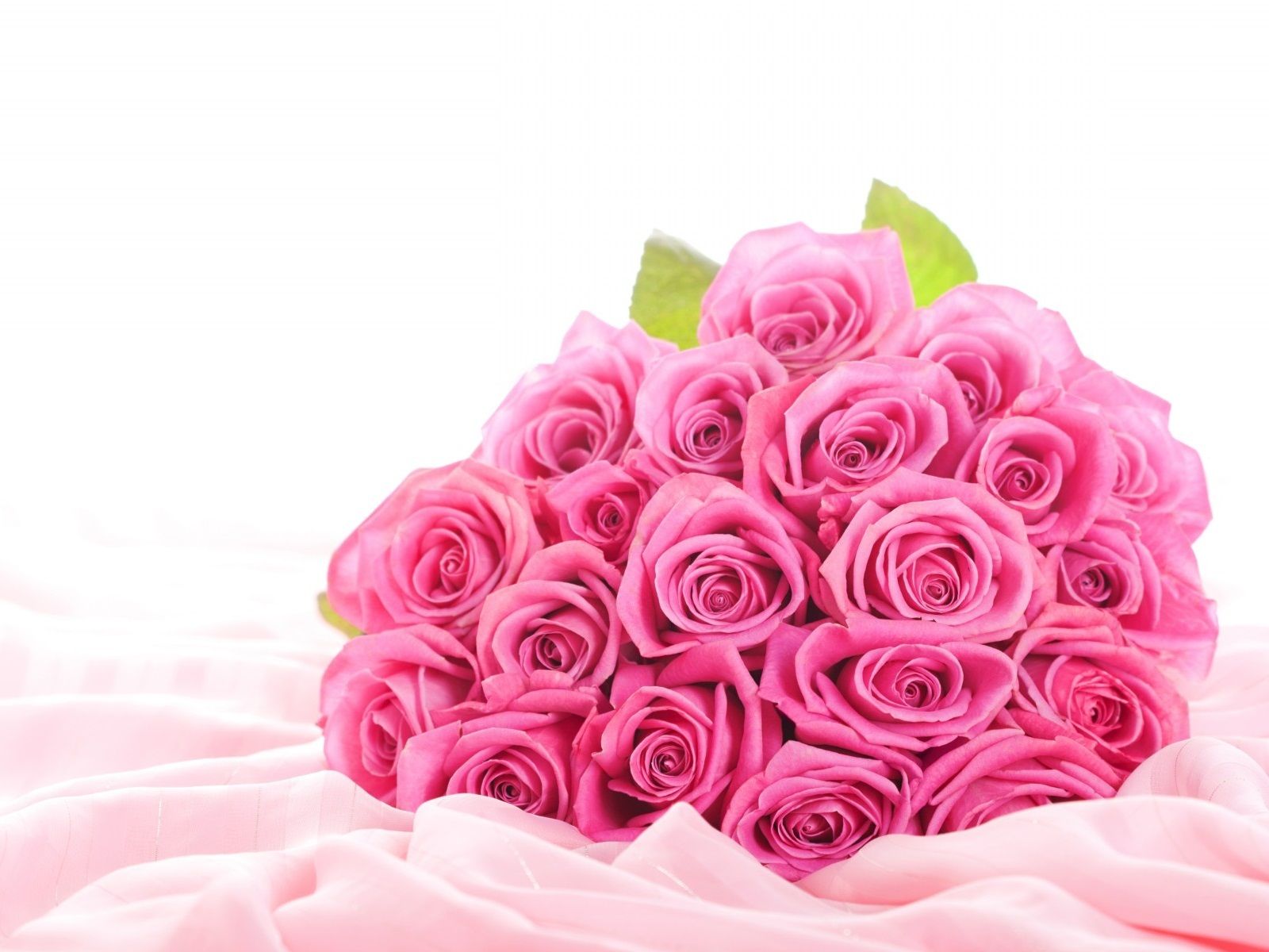 HD wallpaper, Roses, Pink, Beautiful