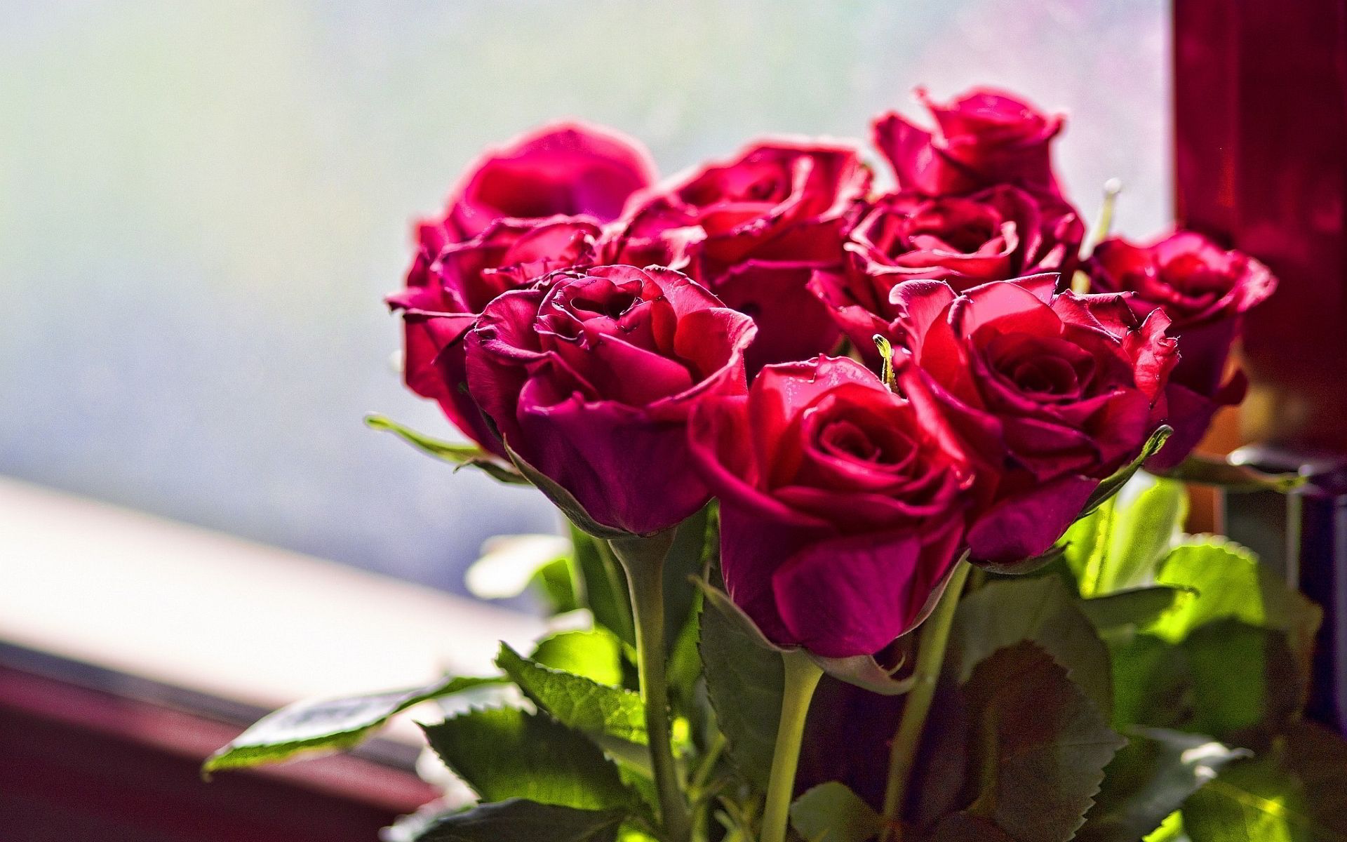 HD wallpaper, Beautiful, Roses, Pictures