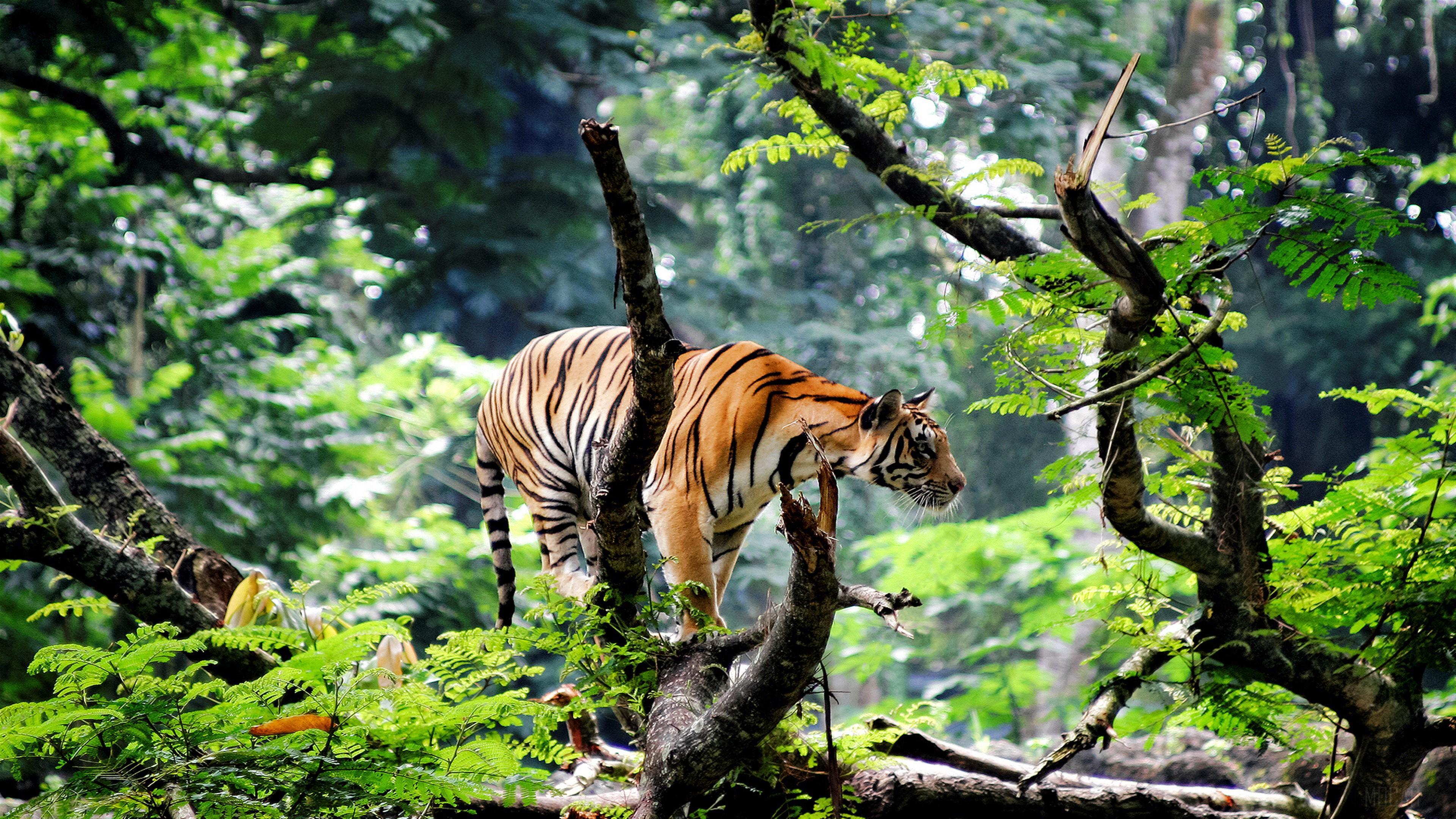 HD wallpaper, Bengal Tiger In Jungle 4K
