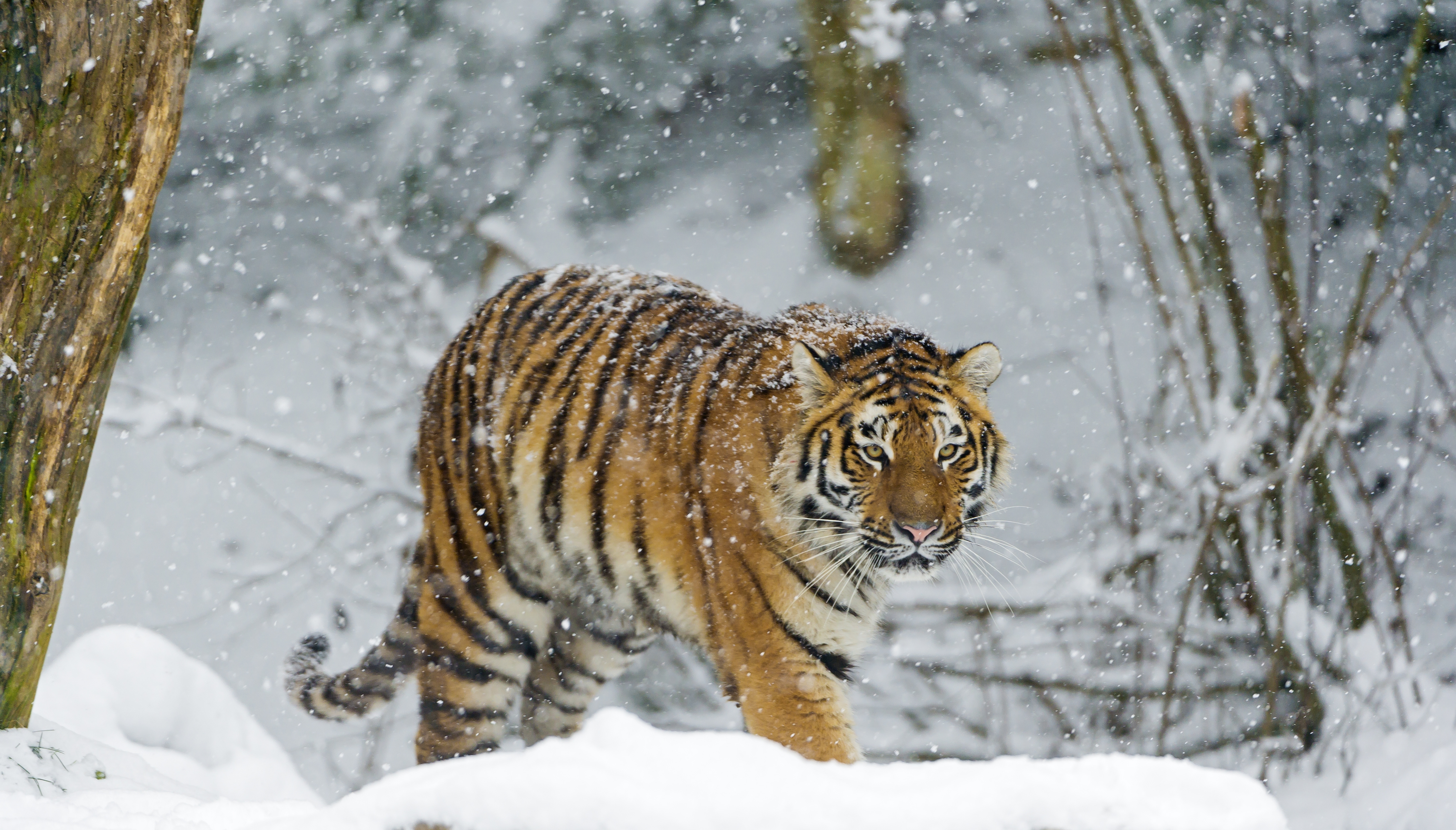 HD wallpaper, 5K, Siberian Tiger, Carnivore, Snowfall, Big Cat, Walking, Predator, Wild Animal, Amur Tiger, Cold, Winter