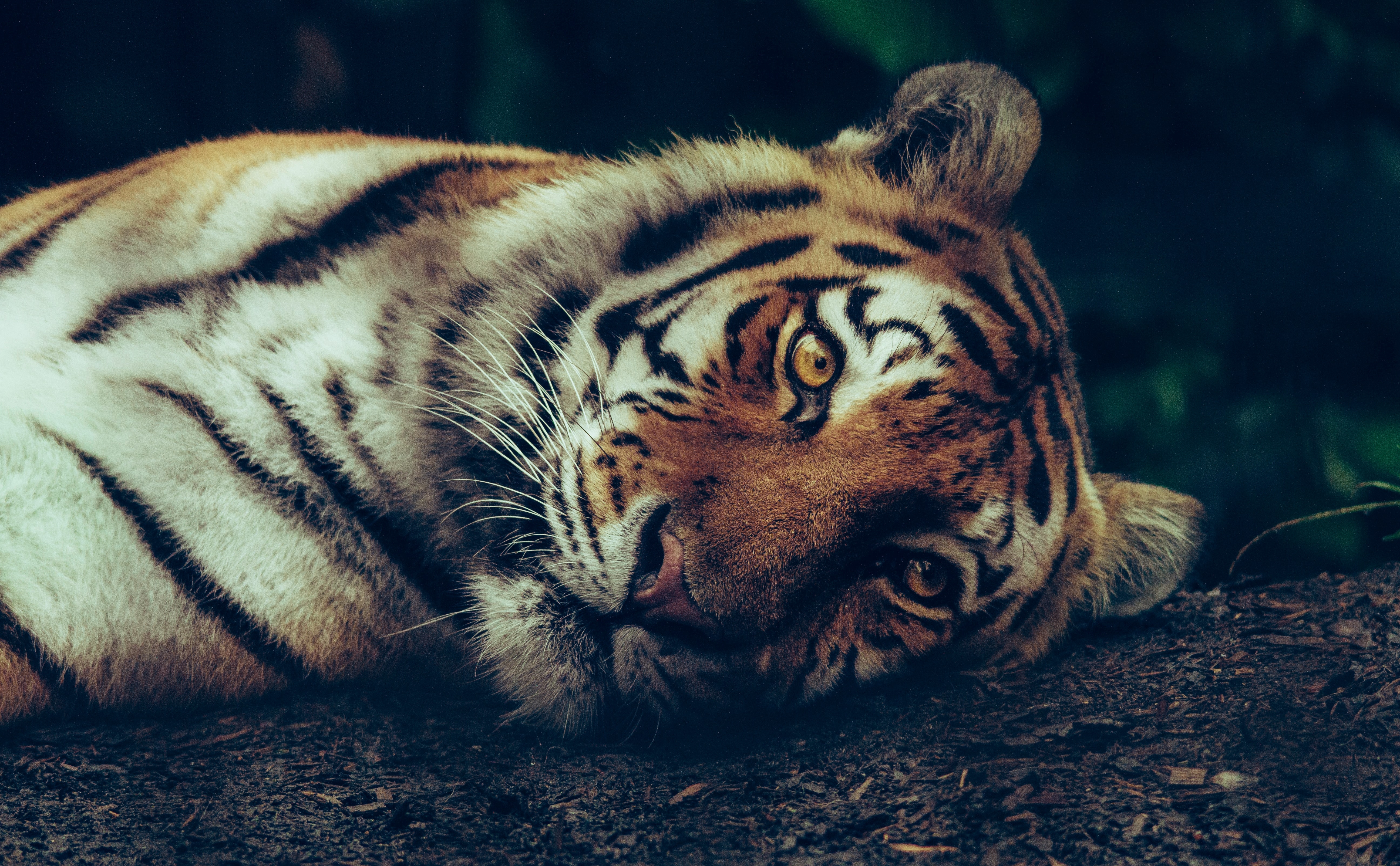 HD wallpaper, Wild Animal, Closeup Photography, 5K, Big Cat, Selective Focus, Staring, Carnivore, Siberian Tiger, Predator