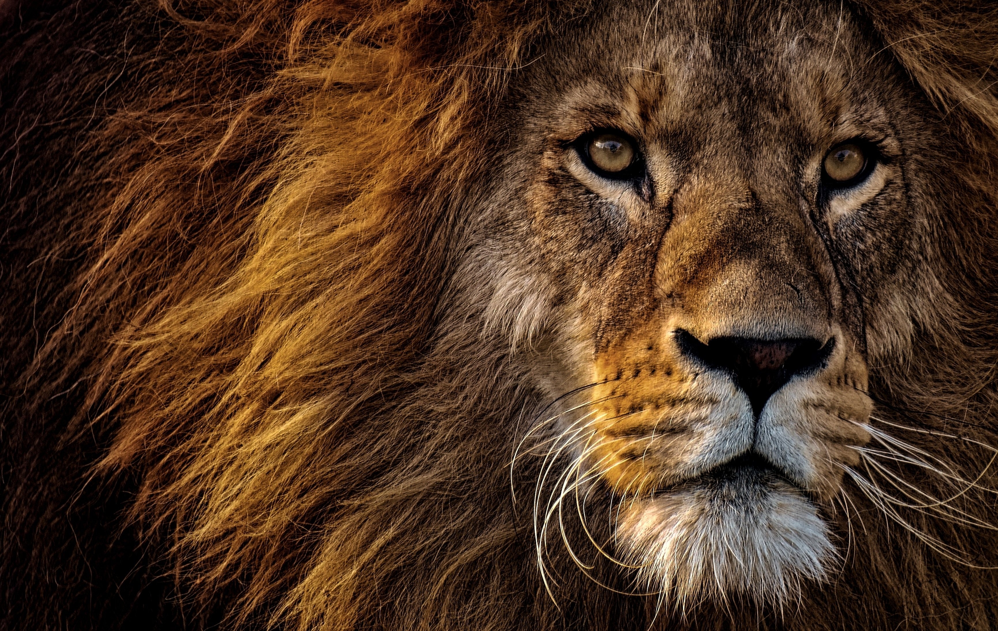 HD wallpaper, Predator, Big Cat, Dangerous, Portrait, Closeup, African Lion, Carnivore, Wild Animal