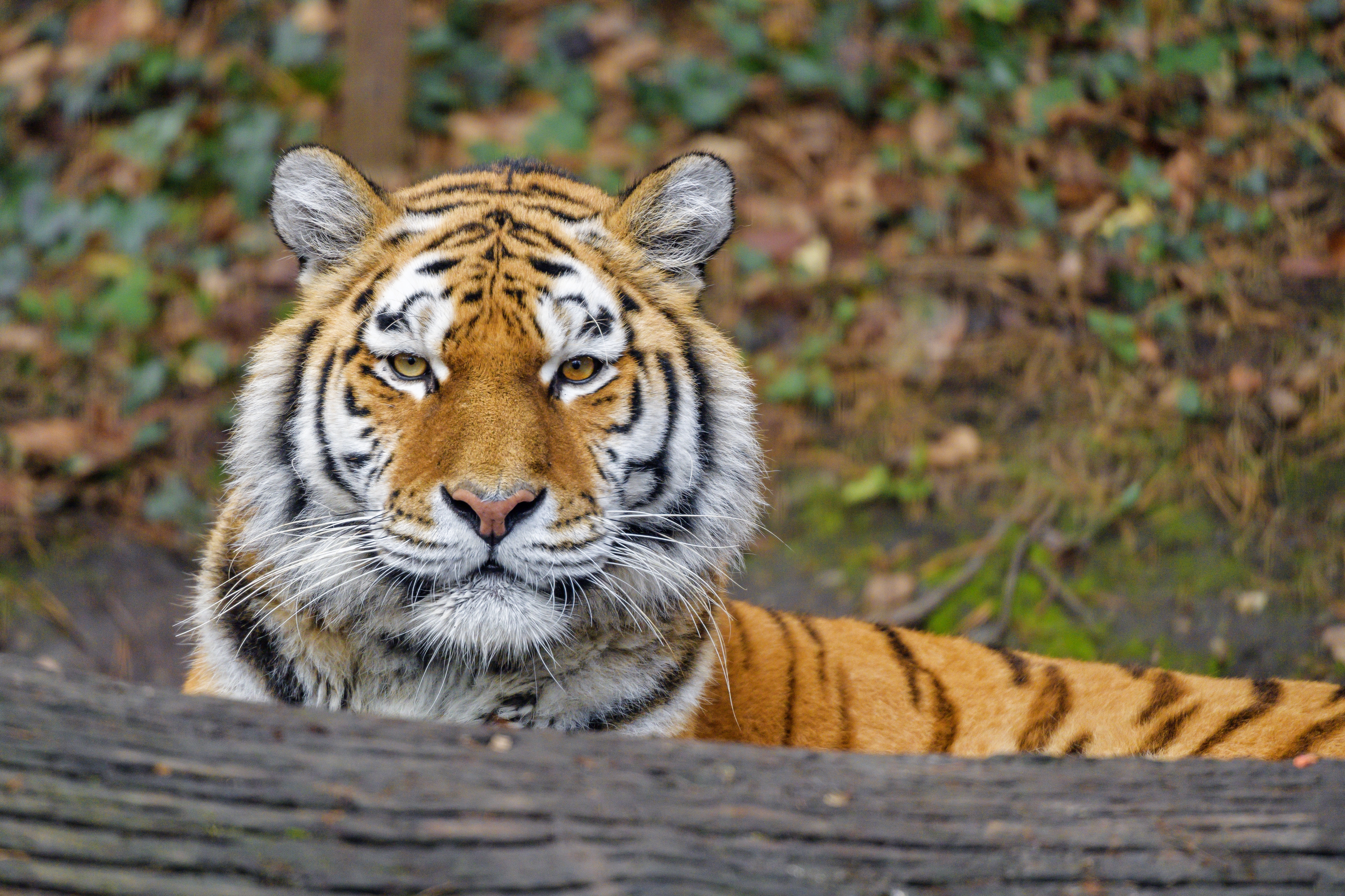 HD wallpaper, Siberian Tigress, Amur Tiger, 5K, Wild Animal, Predator, Big Cat, Forest, Zoo, Carnivore, Lying Down, Staring