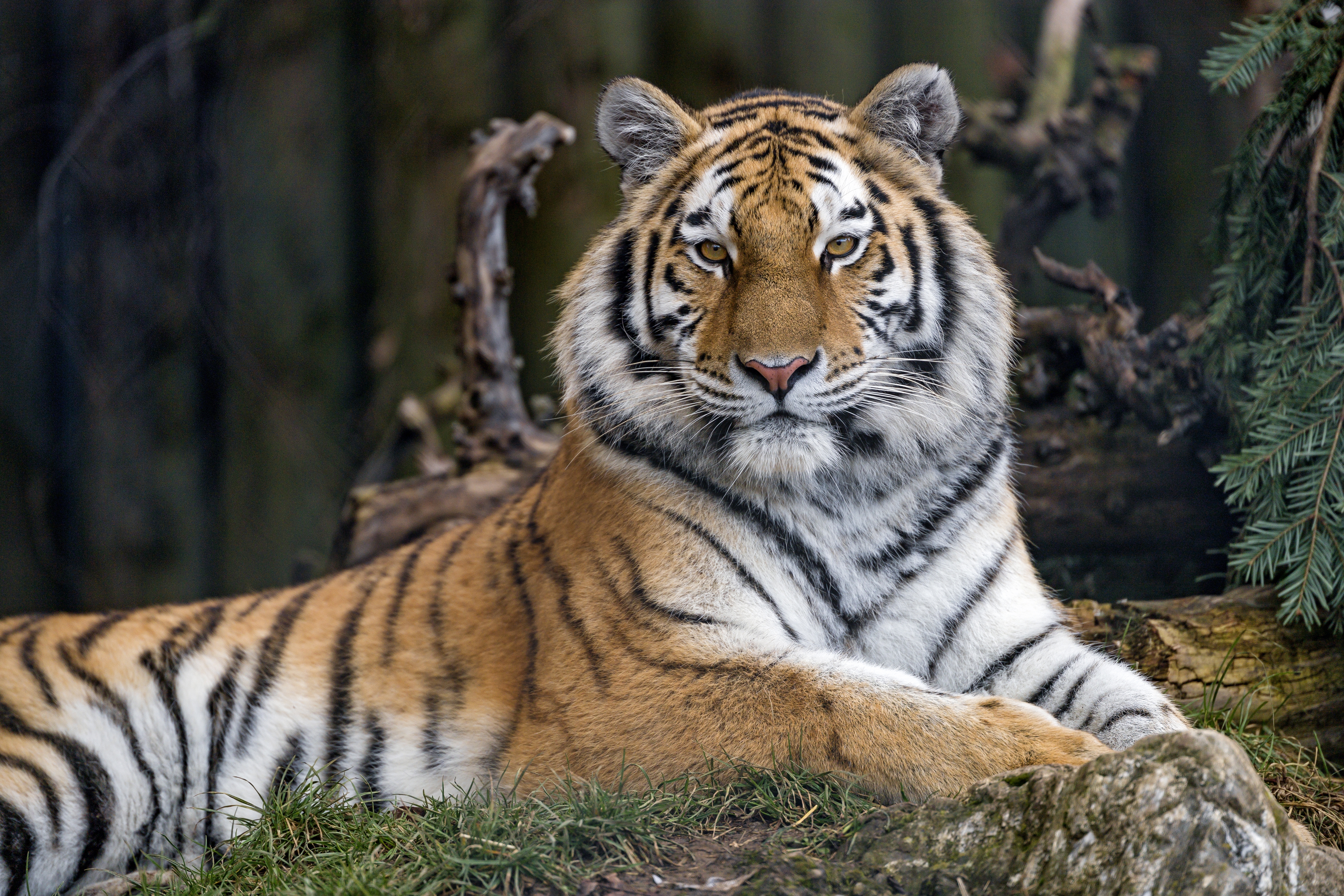 HD wallpaper, Wild Animal, Predator, Zoo, Trees, Carnivore, 5K, Relax, Big Cat, Siberian Tigress