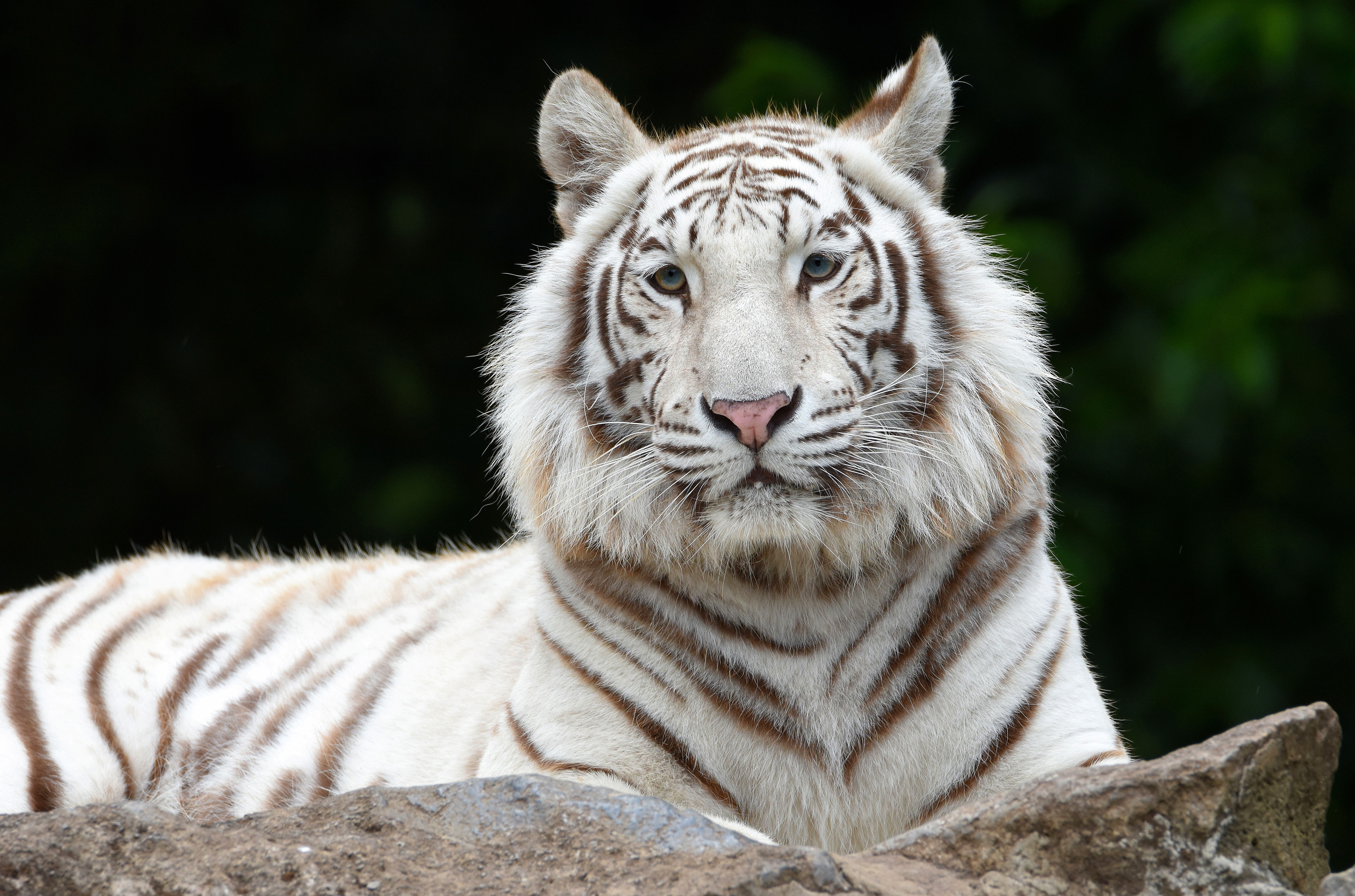 HD wallpaper, White Tiger, Big Cat, Siberian Tiger