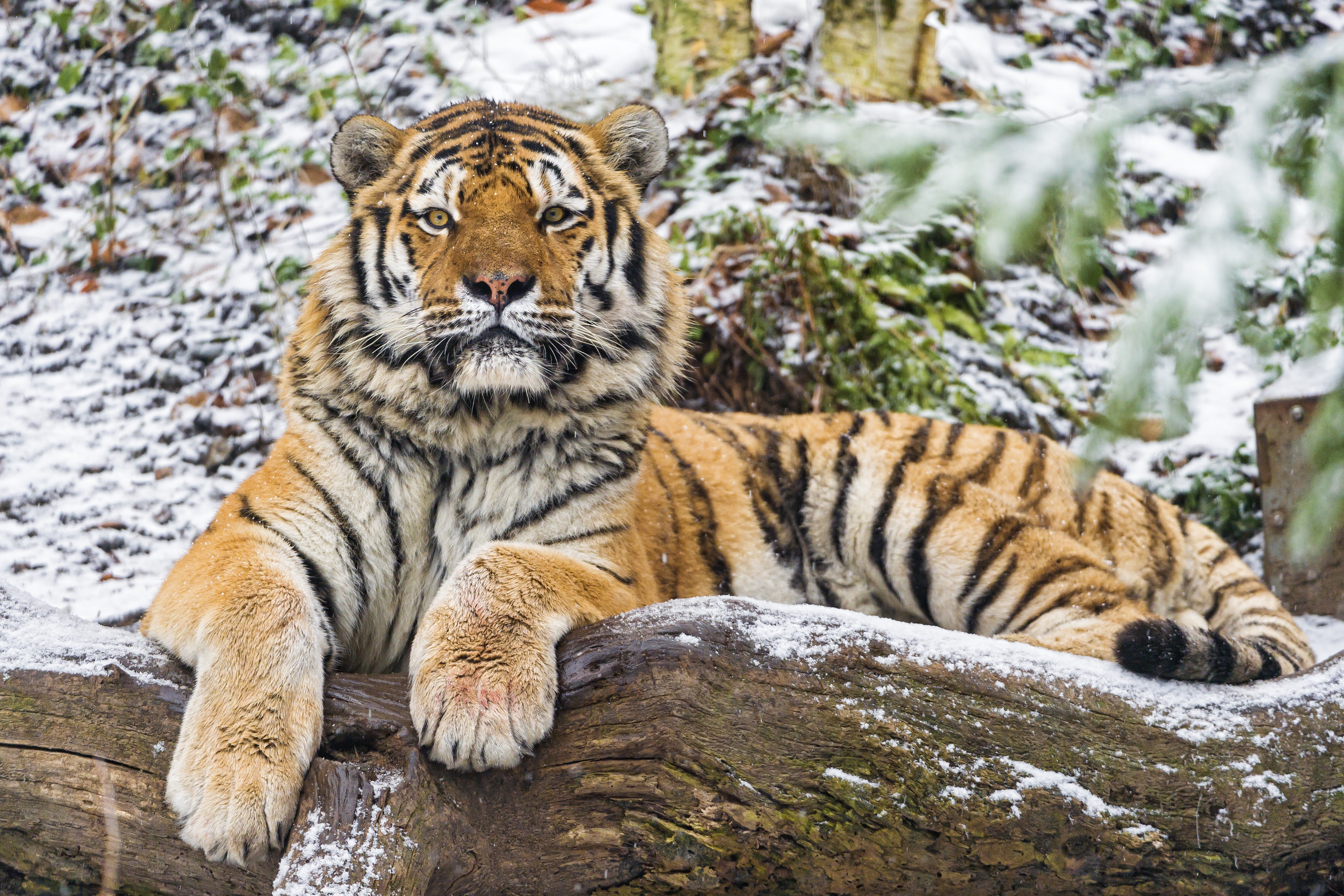 HD wallpaper, Snow, 5K, Wild Animal, Big Cat, Carnivore, Winter, Predator, Siberian Tiger, Wood