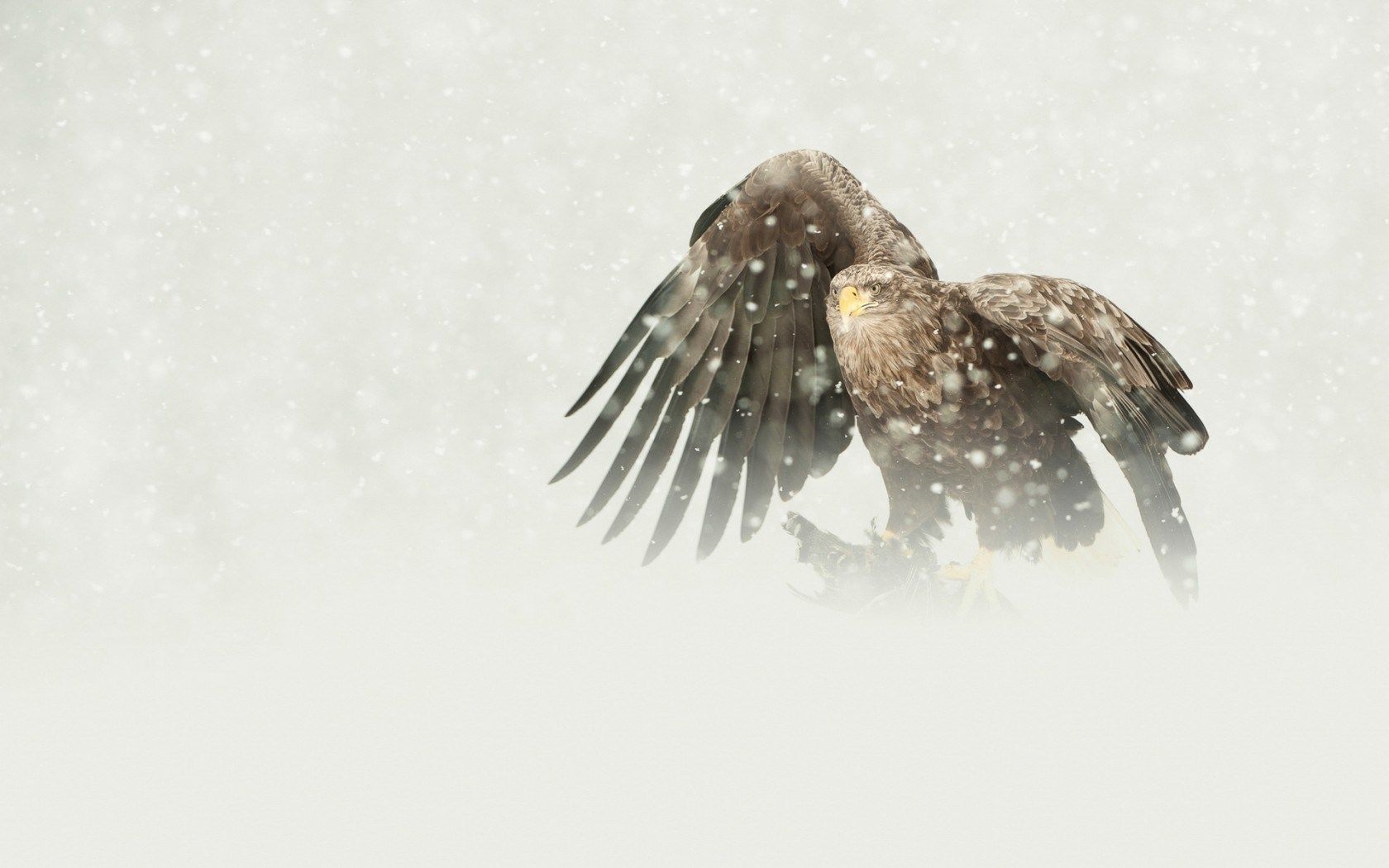 HD wallpaper, Winter, Bird, Snowfall, Eagle, Snowflakes