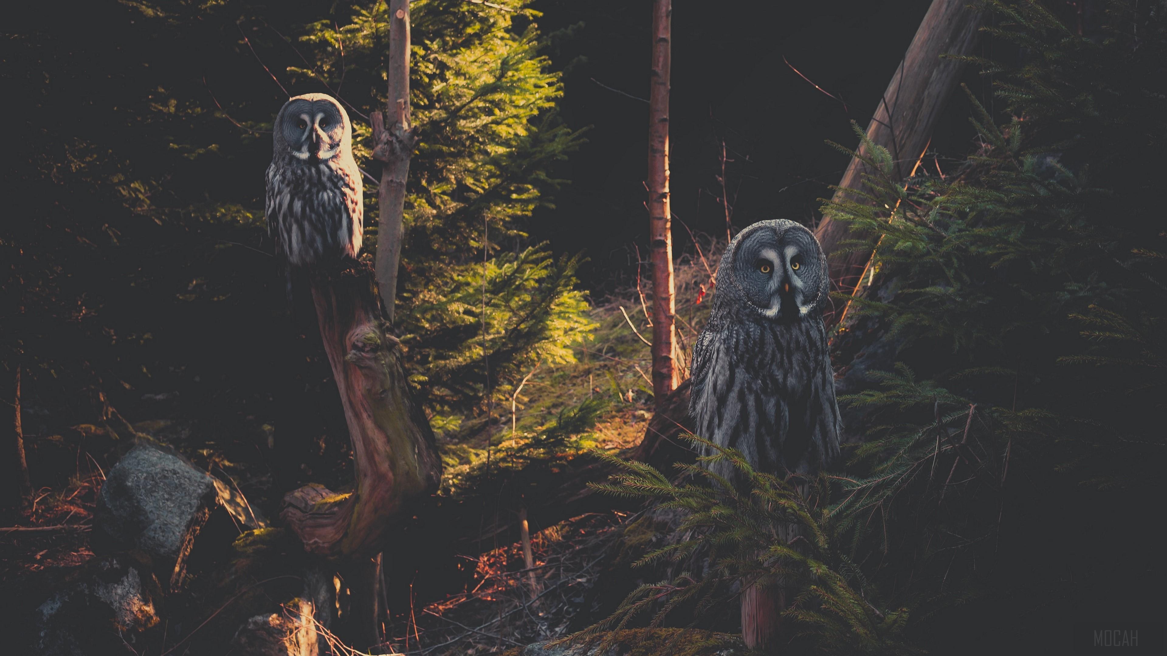 HD wallpaper, Bird, Forest 4K, Owl, Great Grey Owl, Predator