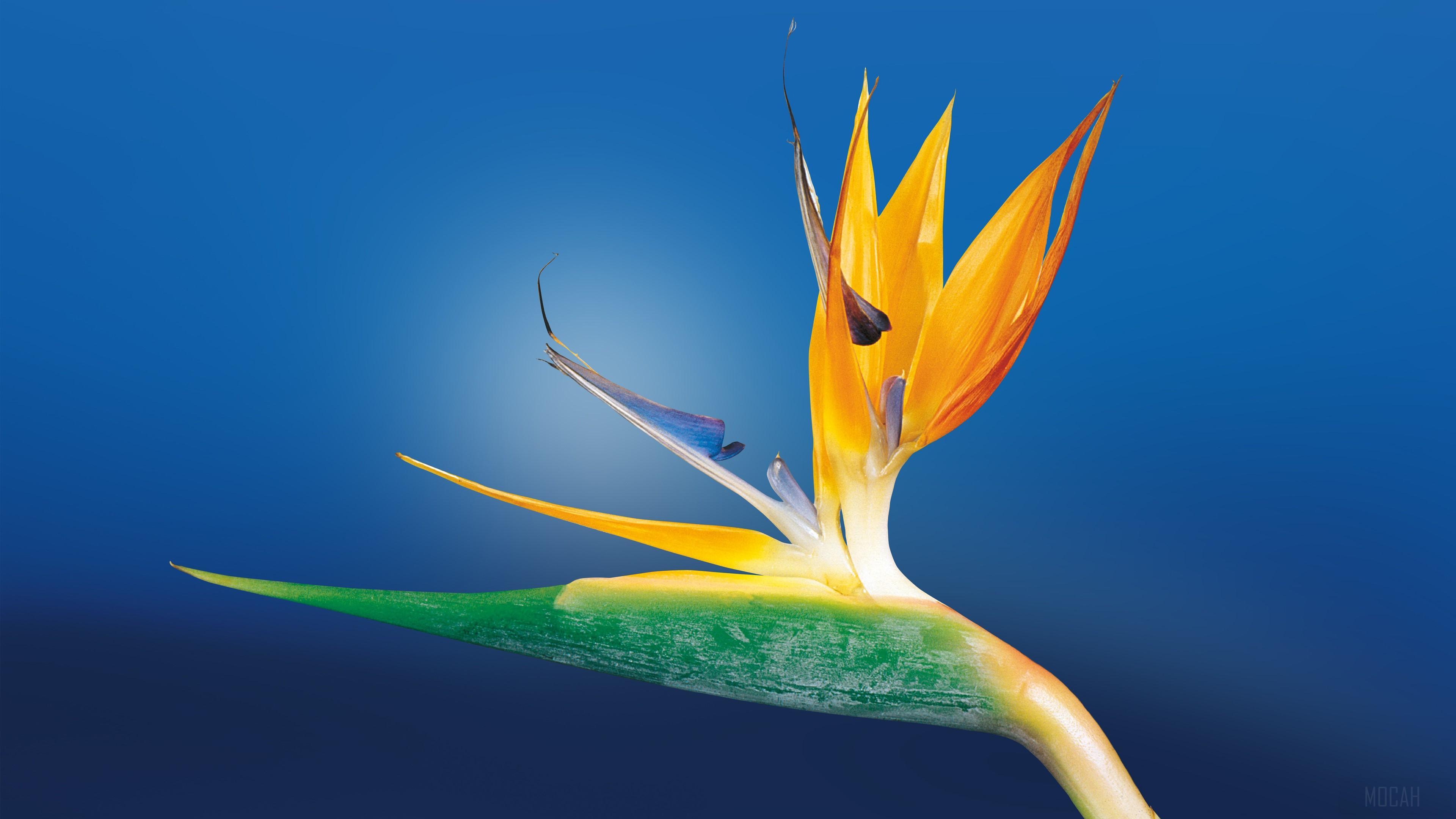 HD wallpaper, Bird Of Paradise Flower 4K