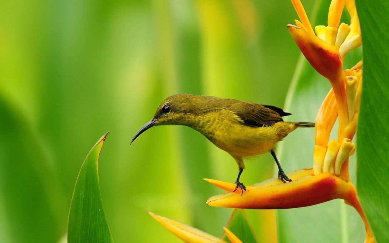 HD wallpaper, Pictures, Bird, Of, Paradise, Flower