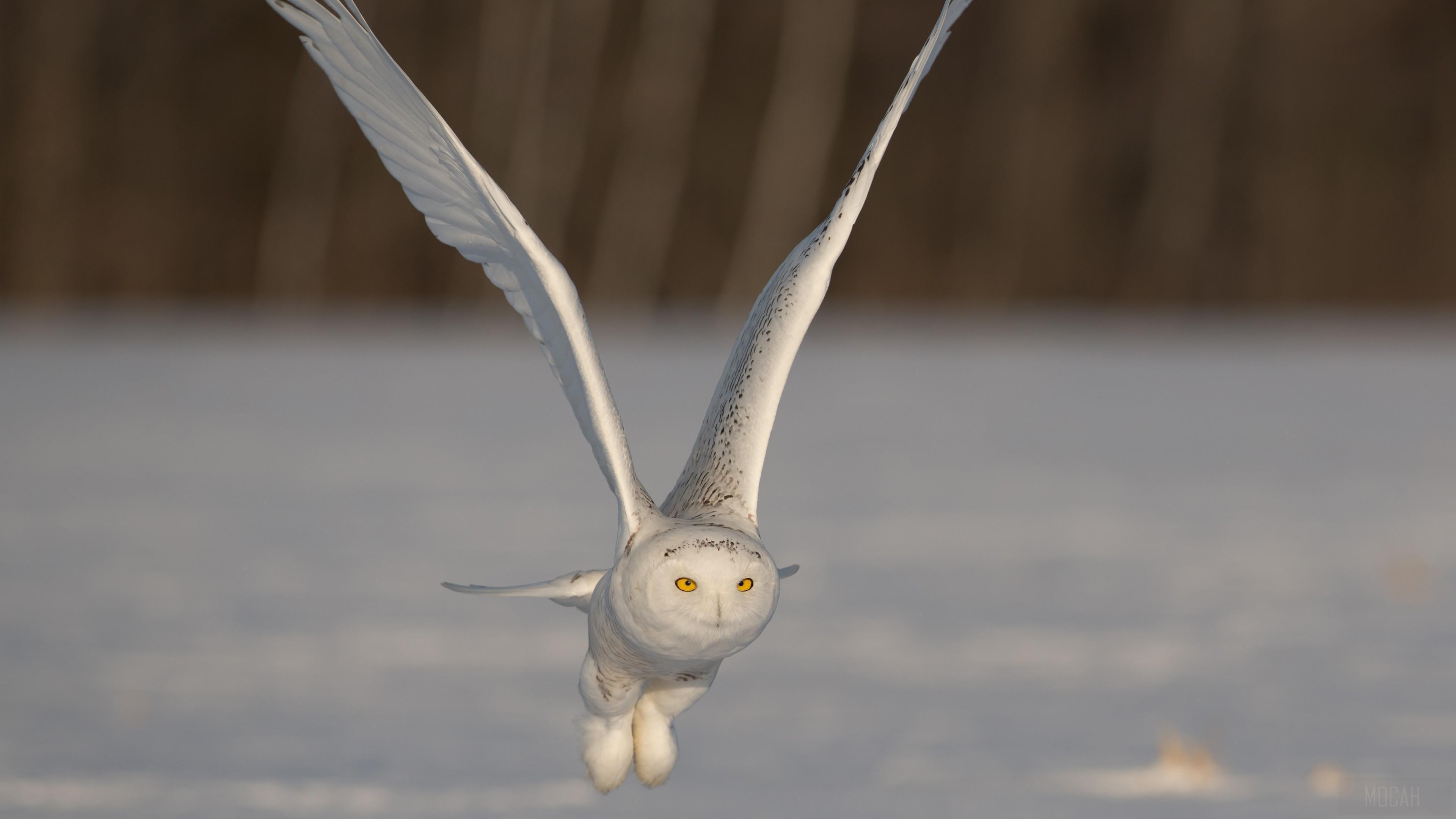 HD wallpaper, Owl, Flight, Snowy Owl 4K, Flying, Bird