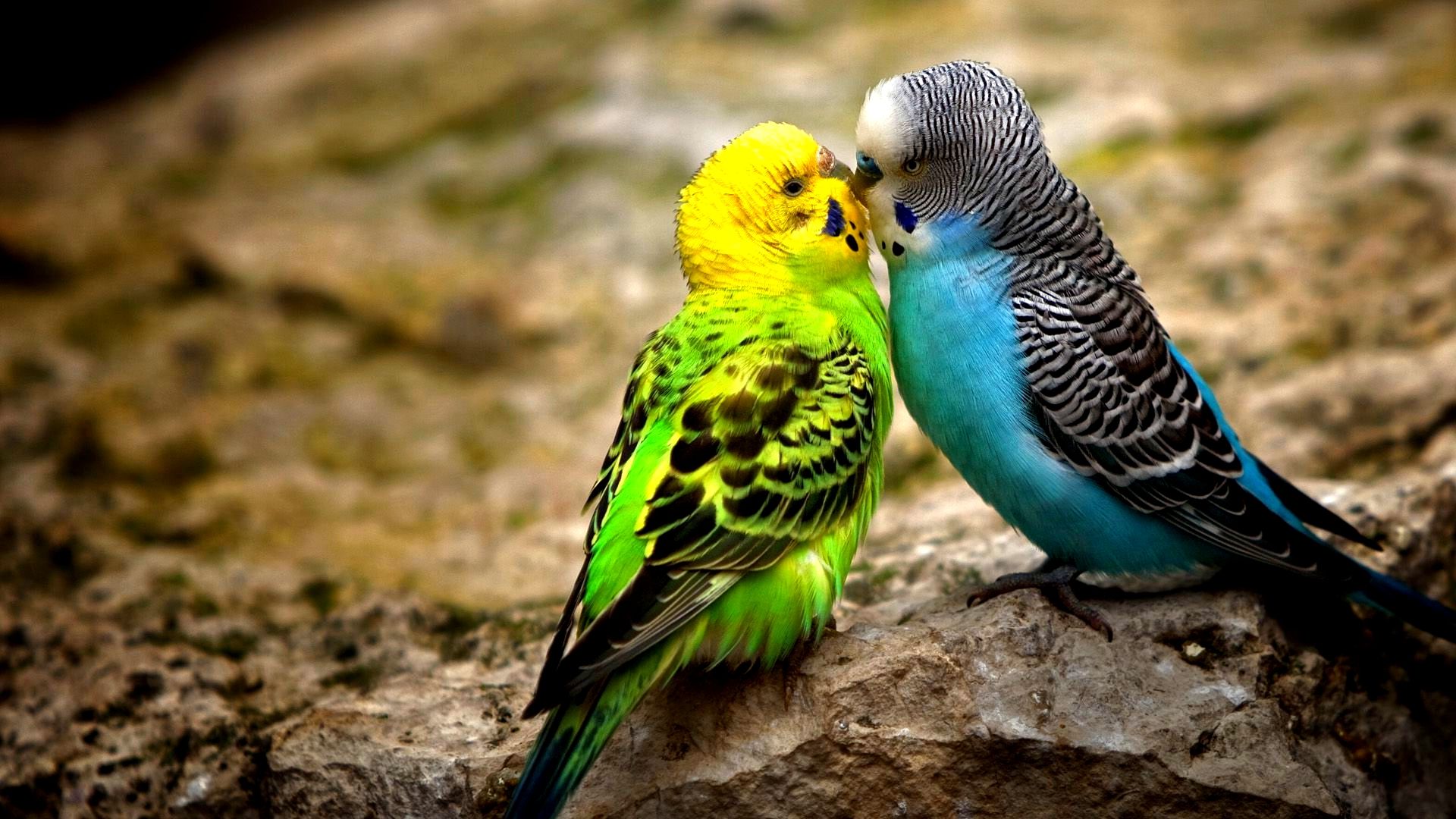 HD wallpaper, Kiss, Birds