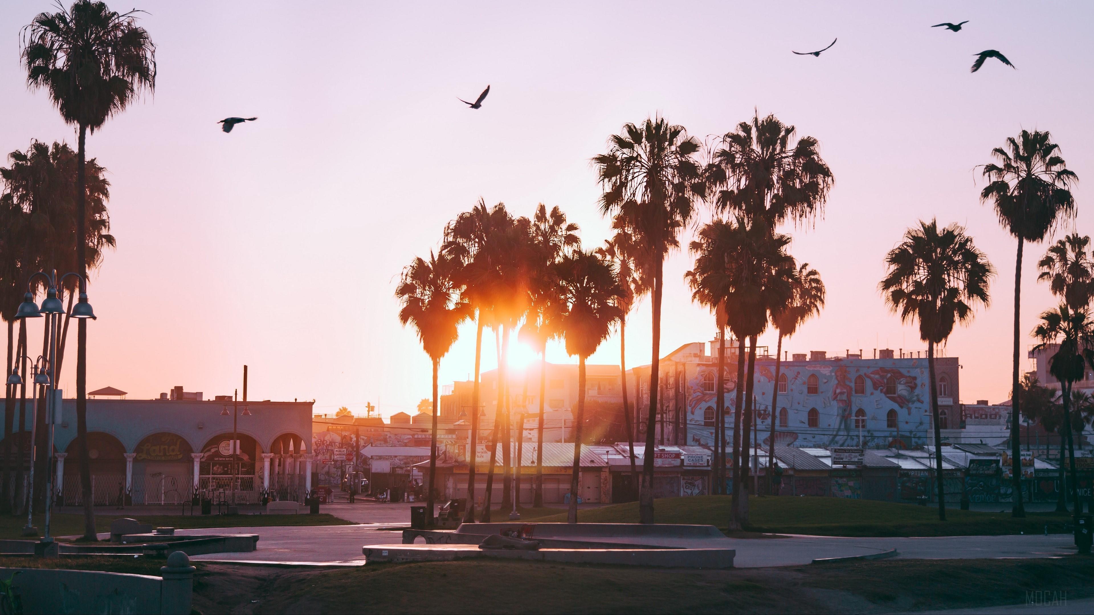 HD wallpaper, United States 4K, Venice Beach, Palm Trees, Dawn, Birds, Los Angeles