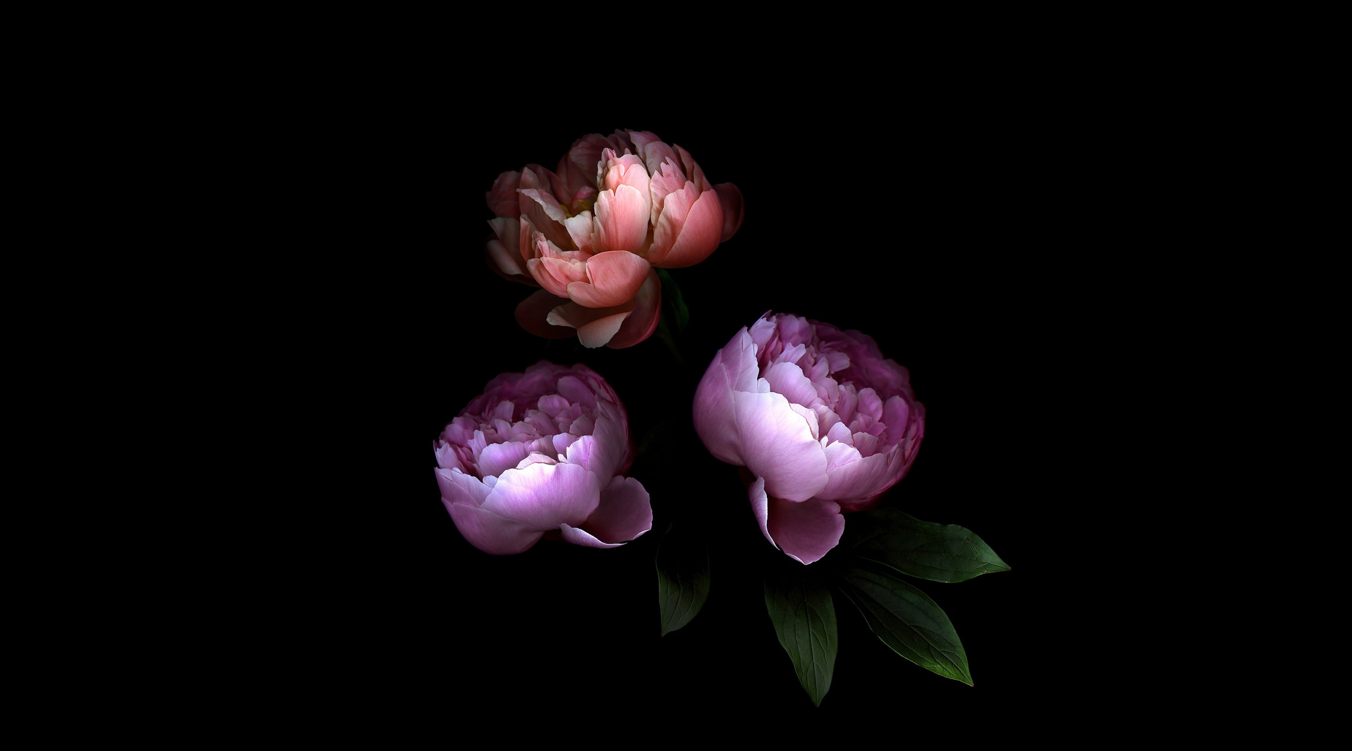HD wallpaper, Rose Flowers, Roses, Black Background, 5K, Colorful