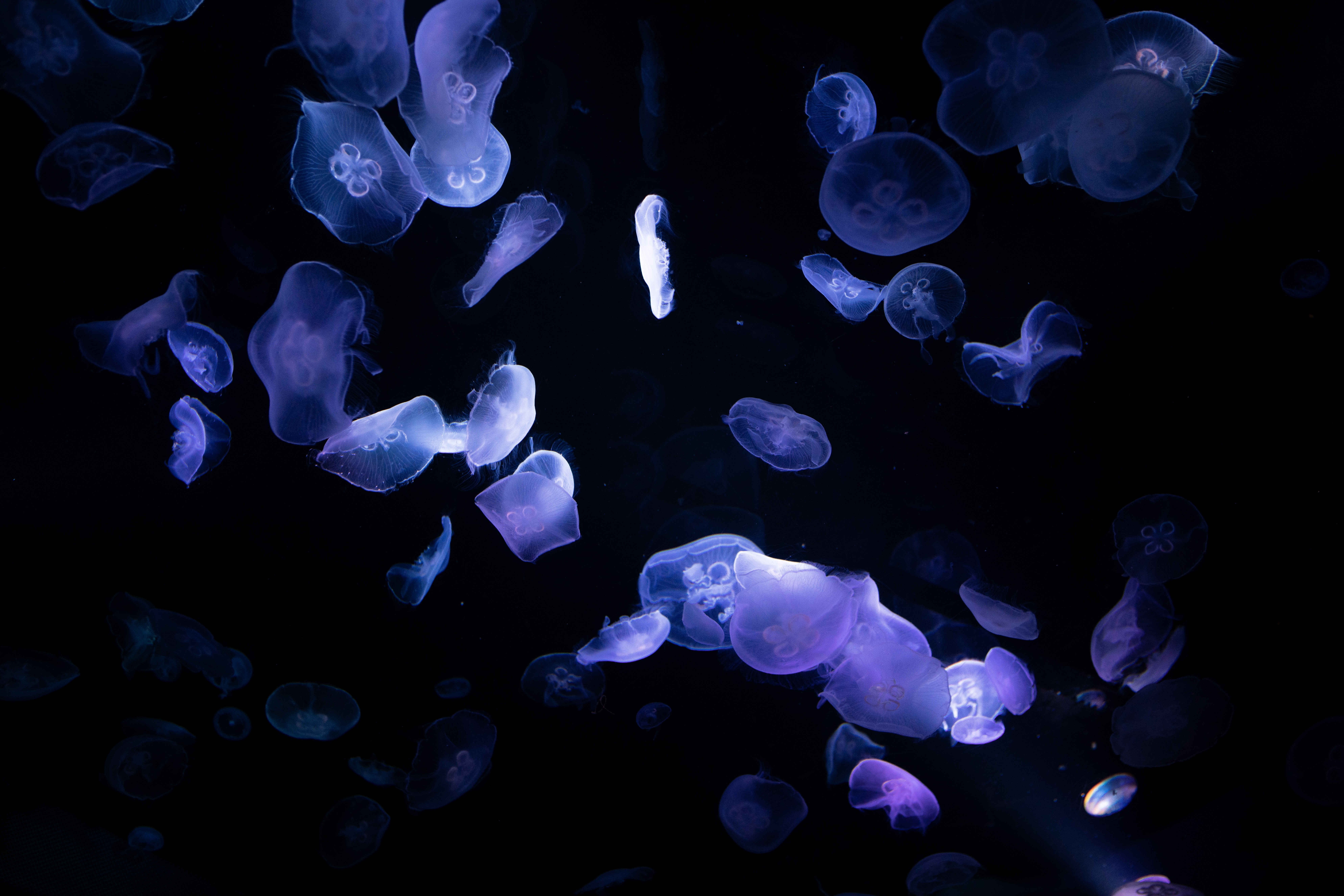 HD wallpaper, 8K, Deep Ocean, Jellyfishes, Bioluminescence, Dark, Black Background, 5K, Underwater