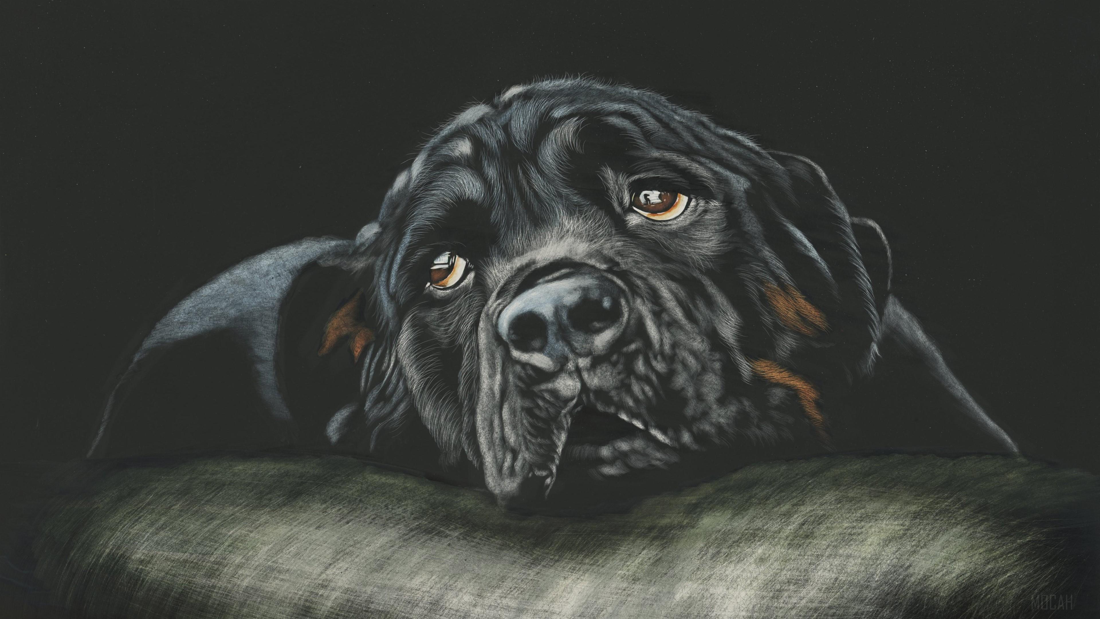 HD wallpaper, Black Rottweiler Breed Dog 4K