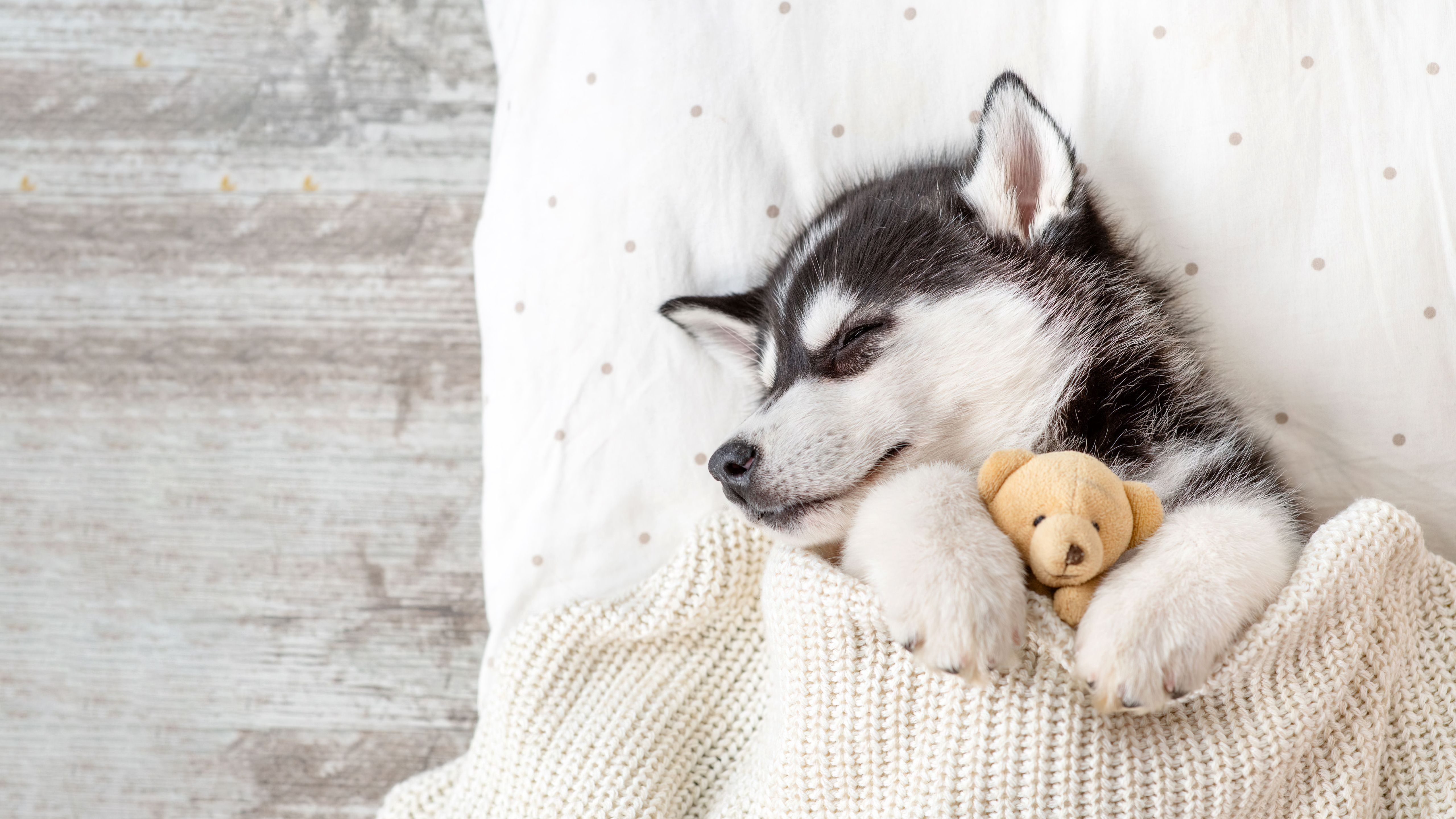 HD wallpaper, White Aesthetic, Blanket, Warm, Adorable, Siberian Husky, Breed Dog, 5K, Teddy Bear, Sleeping, Cozy