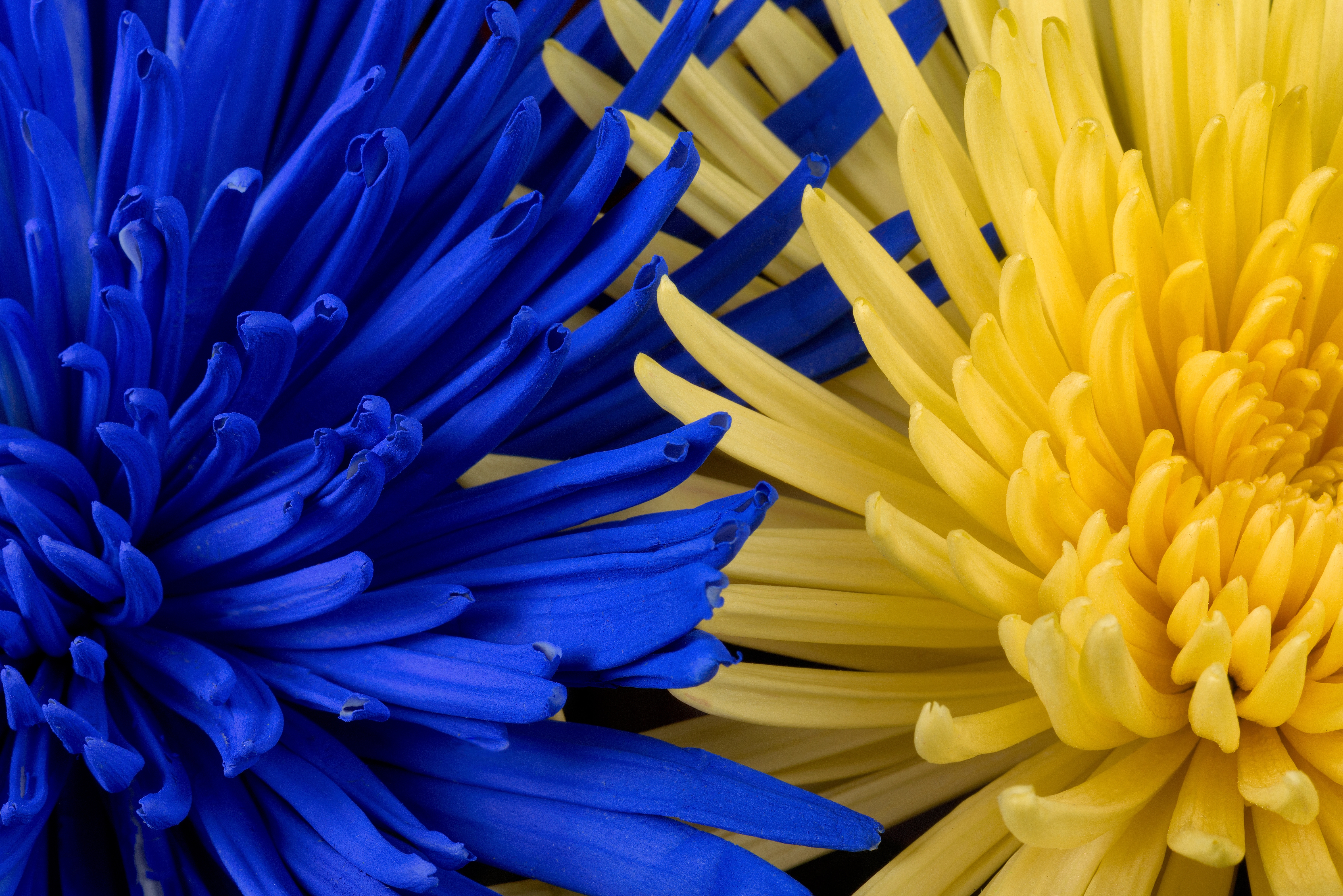 HD wallpaper, Floral Background, Bloom, Macro, Blue Flower, Spring, Yellow Flower, Closeup, 5K, Blossom, Petals