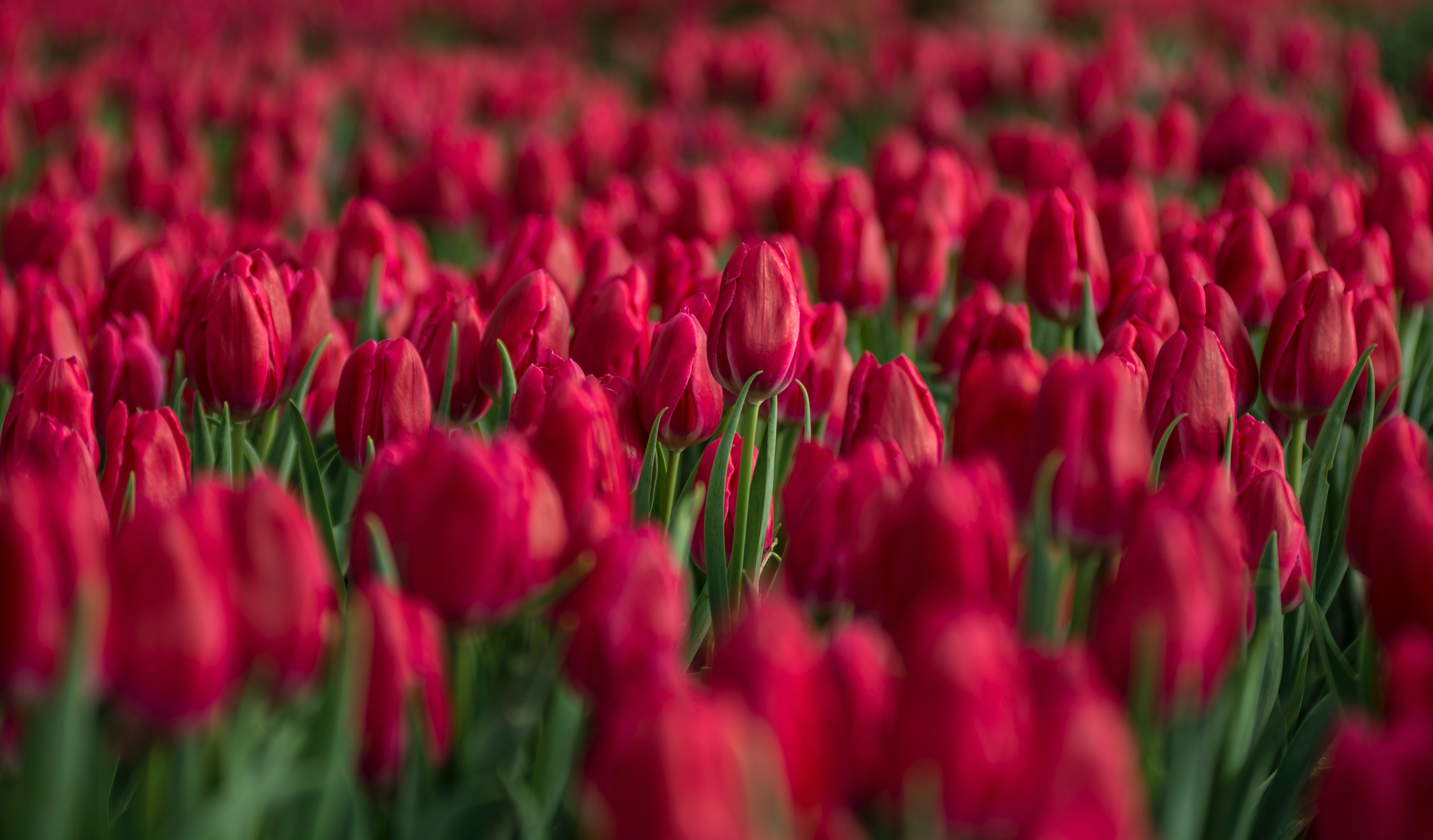 HD wallpaper, Selective Focus, Bloom, Blossom, Colorful, 5K, Floral Background, Spring, Red Tulips, Bokeh, Tulips Field