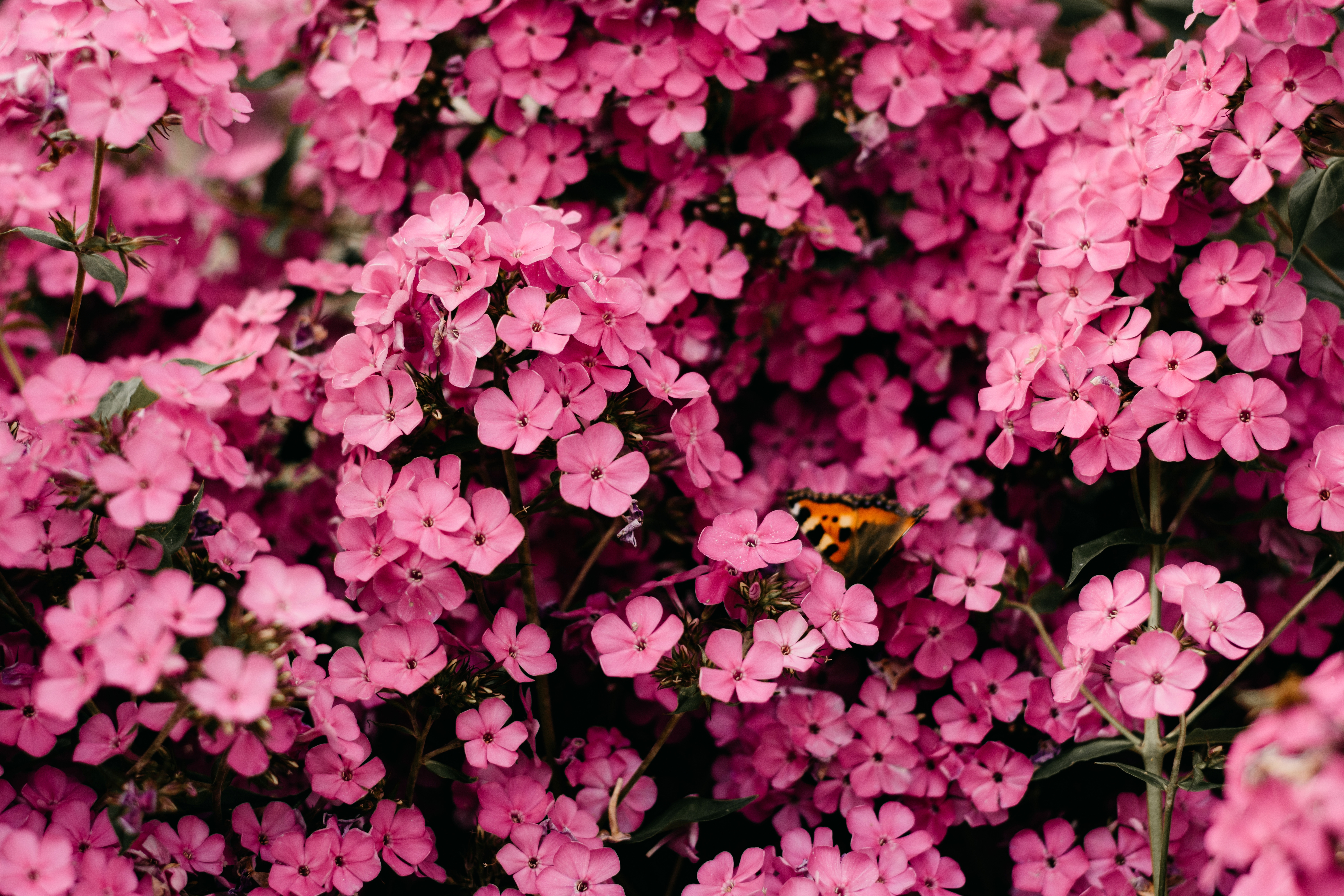 HD wallpaper, Blossom, Floral Background, Spring, 5K, Bloom, Vibrant, Pink Flowers, Closeup