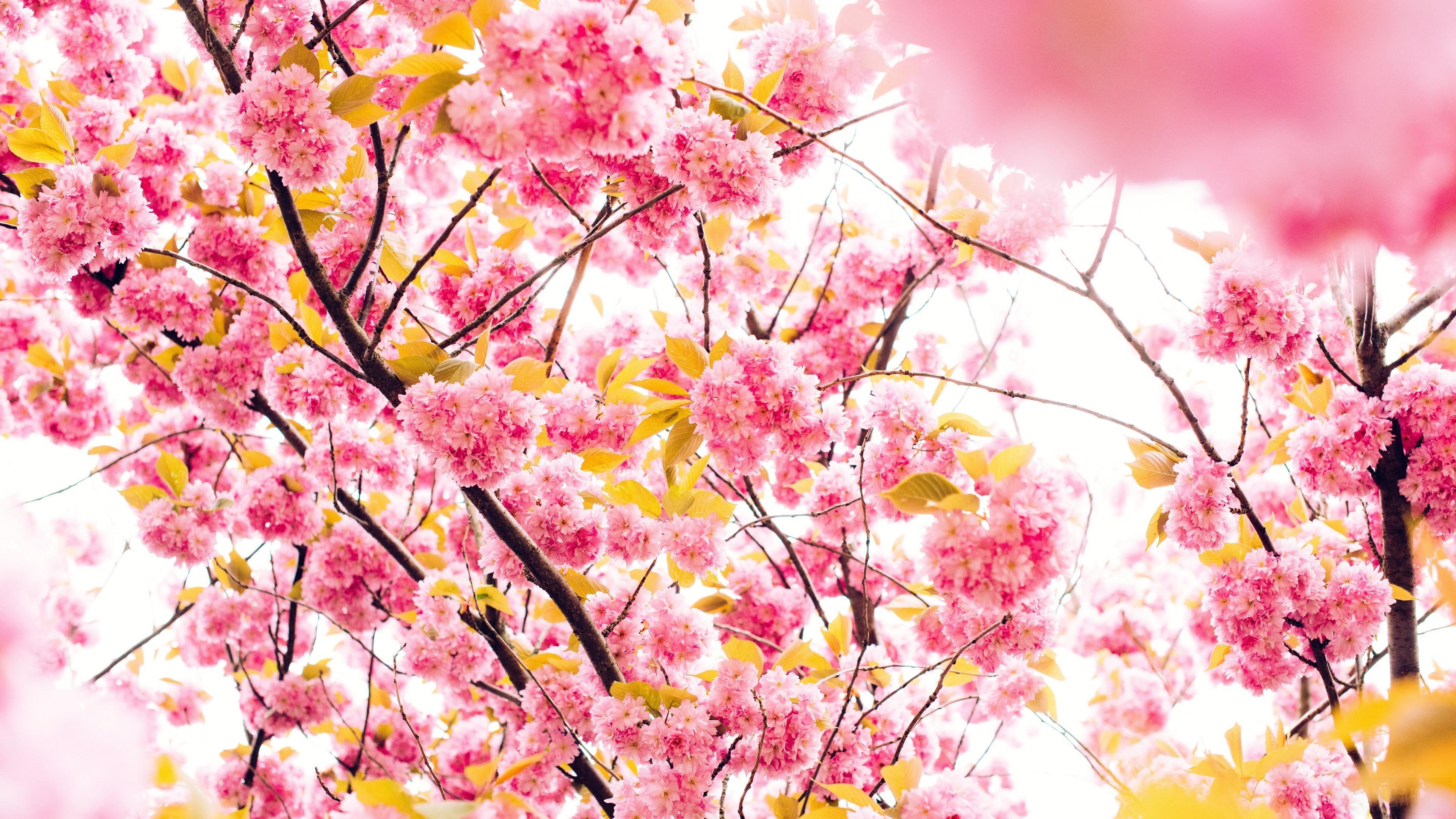 HD wallpaper, Flower, Nature, Blossom, Cherry Blossom, Pink Flower 4K, Branch