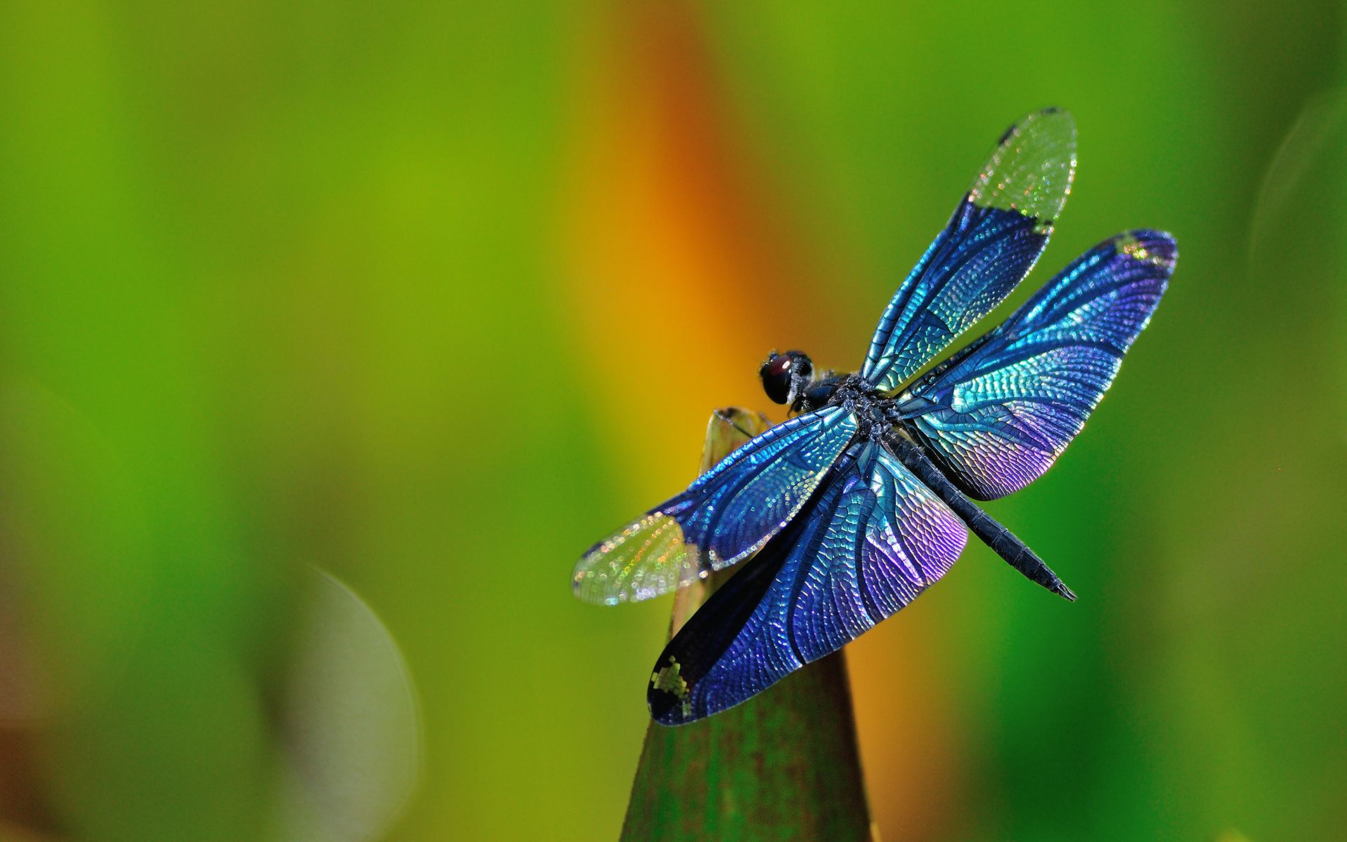 HD wallpaper, Blue, Dragonfly