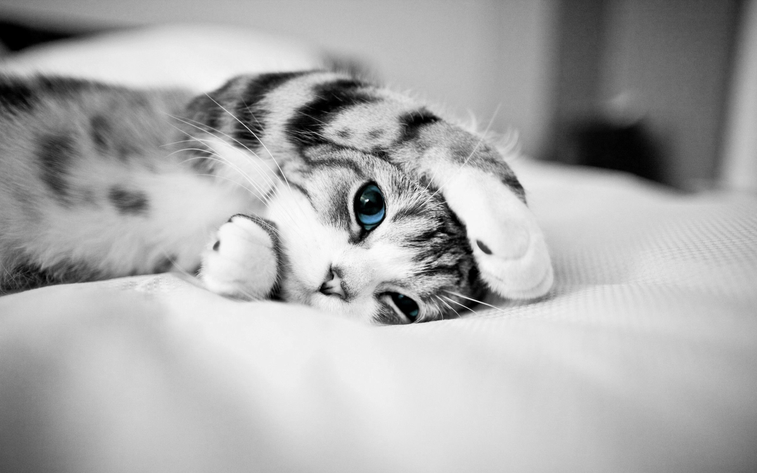 HD wallpaper, Blue, Eyes, Picture