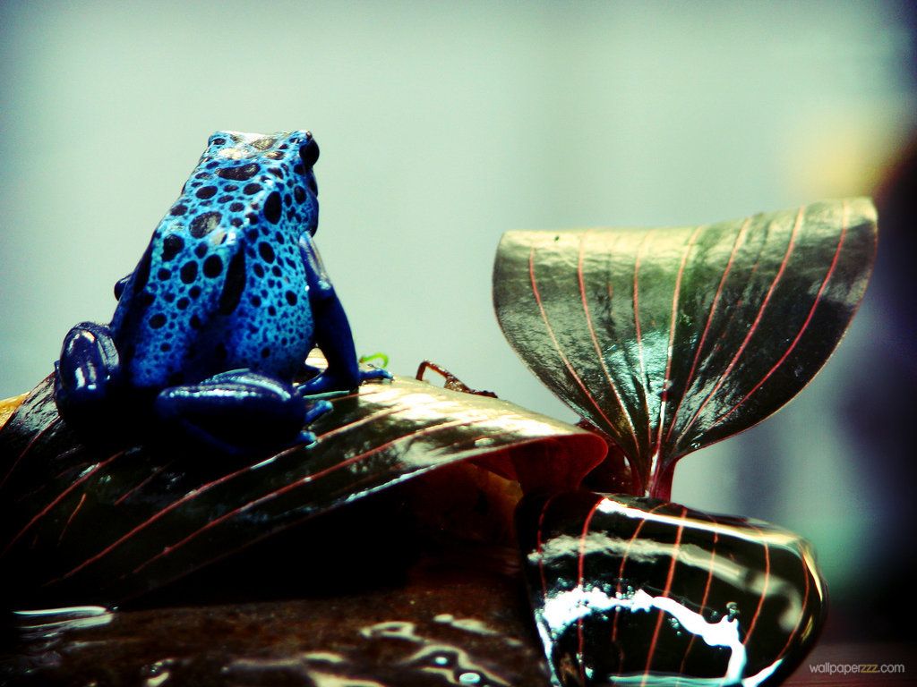 HD wallpaper, Blue, Frog, Pics