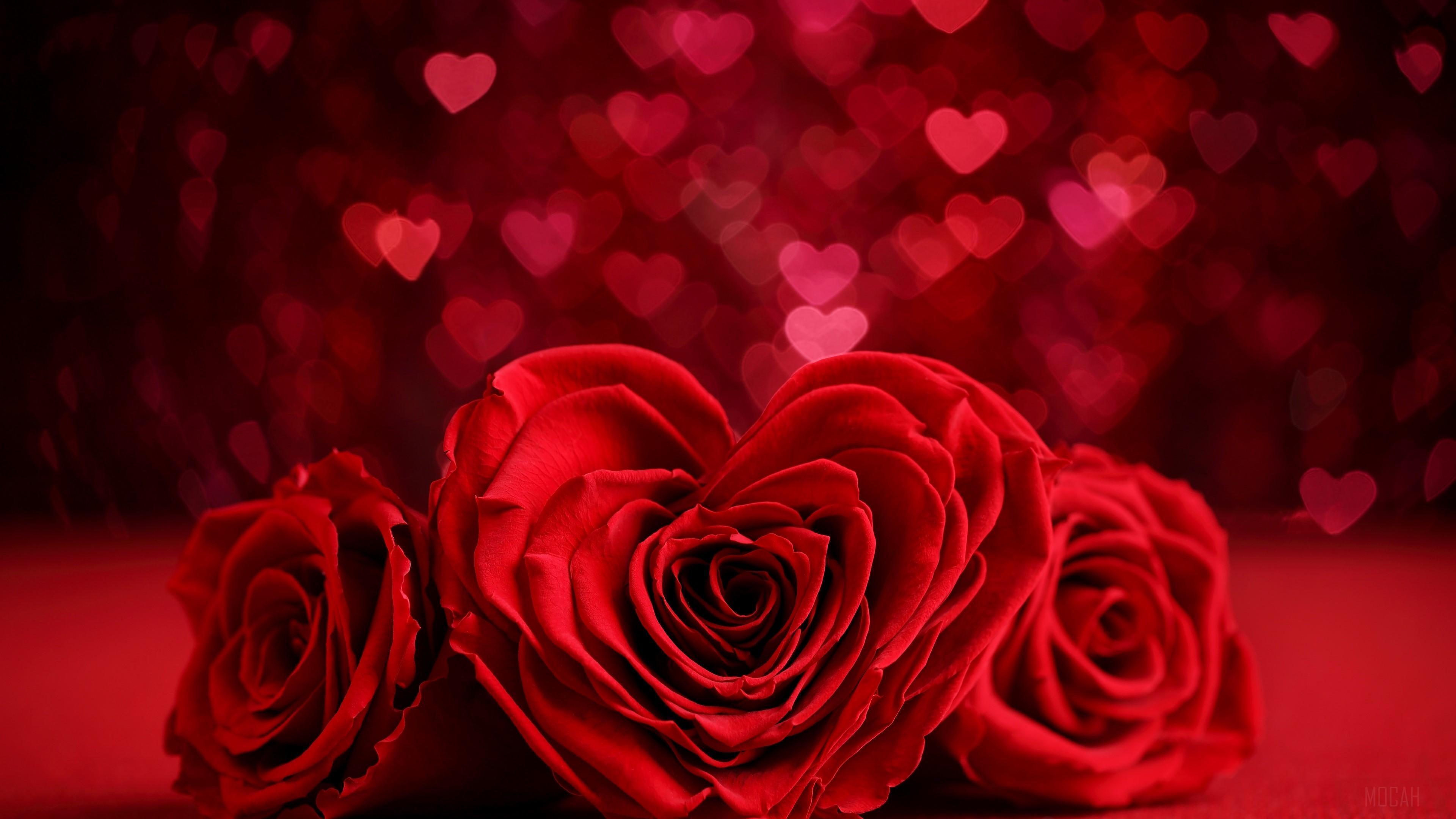 HD wallpaper, Red Flower, Romantic, Red Rose, Bokeh, Rose, Valentines Day 4K, Heart Shaped, Red, Flower