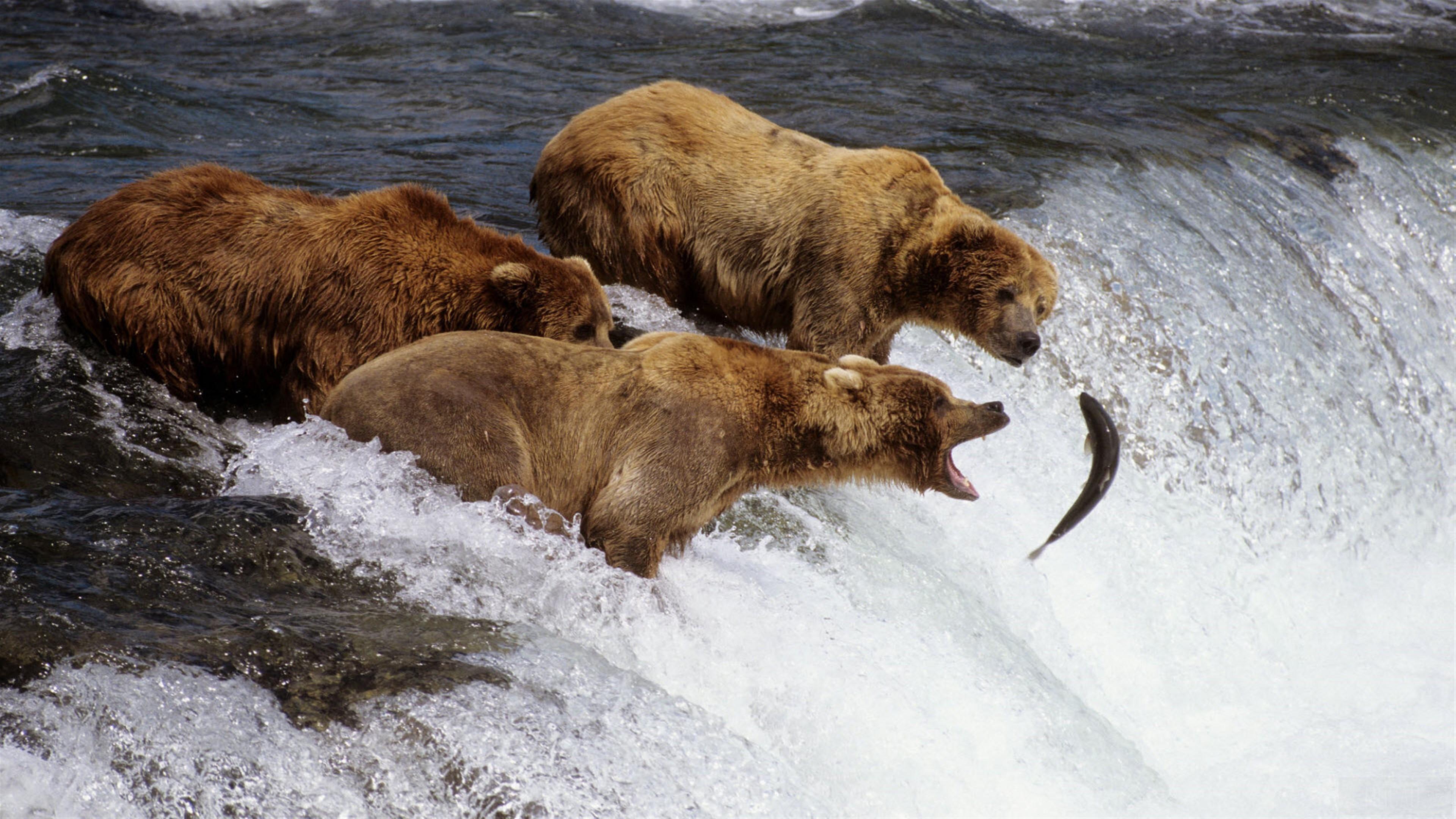 HD wallpaper, Brown Bears Alaska 4K