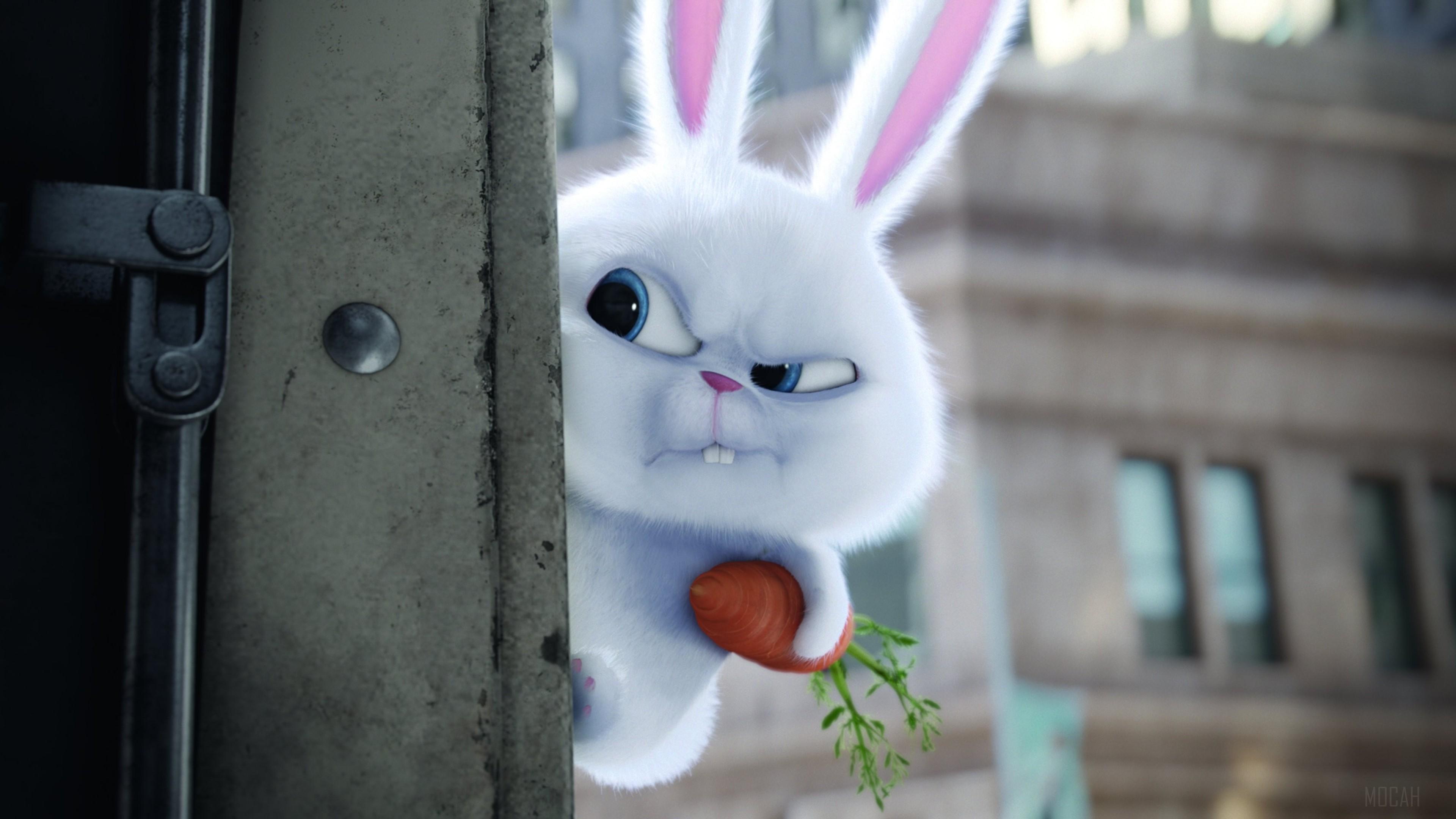 HD wallpaper, Bunny The Secrete Life Of Pets Movie 4K