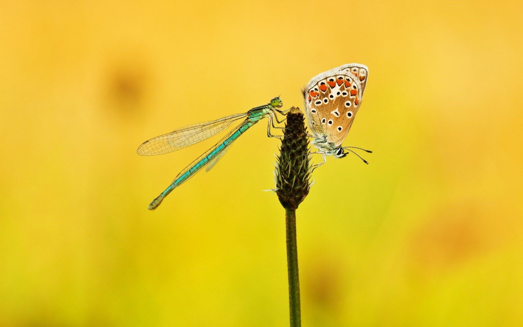 HD wallpaper, Butterfly, Plant, Dragonfly