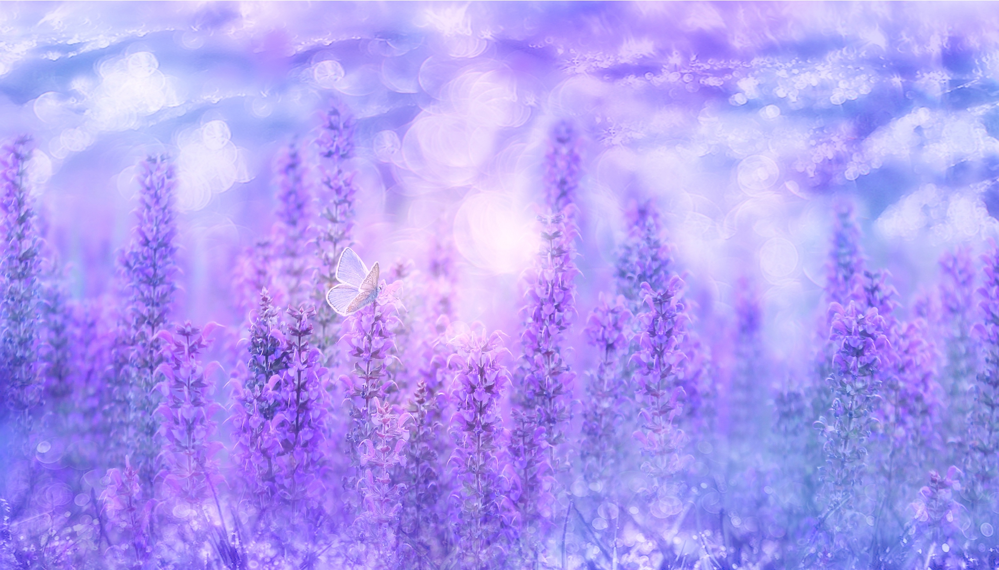 HD wallpaper, Violet Flowers, Purple, Butterfly, Garden, Sage Plant