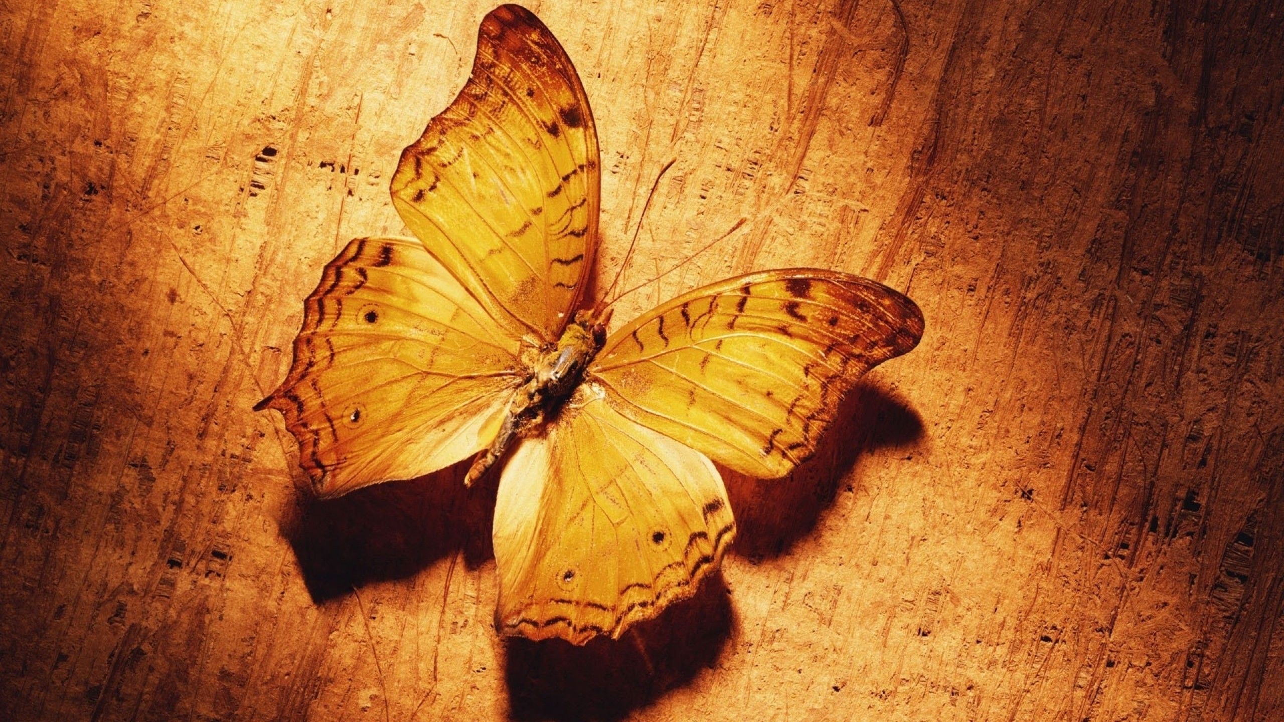 HD wallpaper, Shade, Butterfly