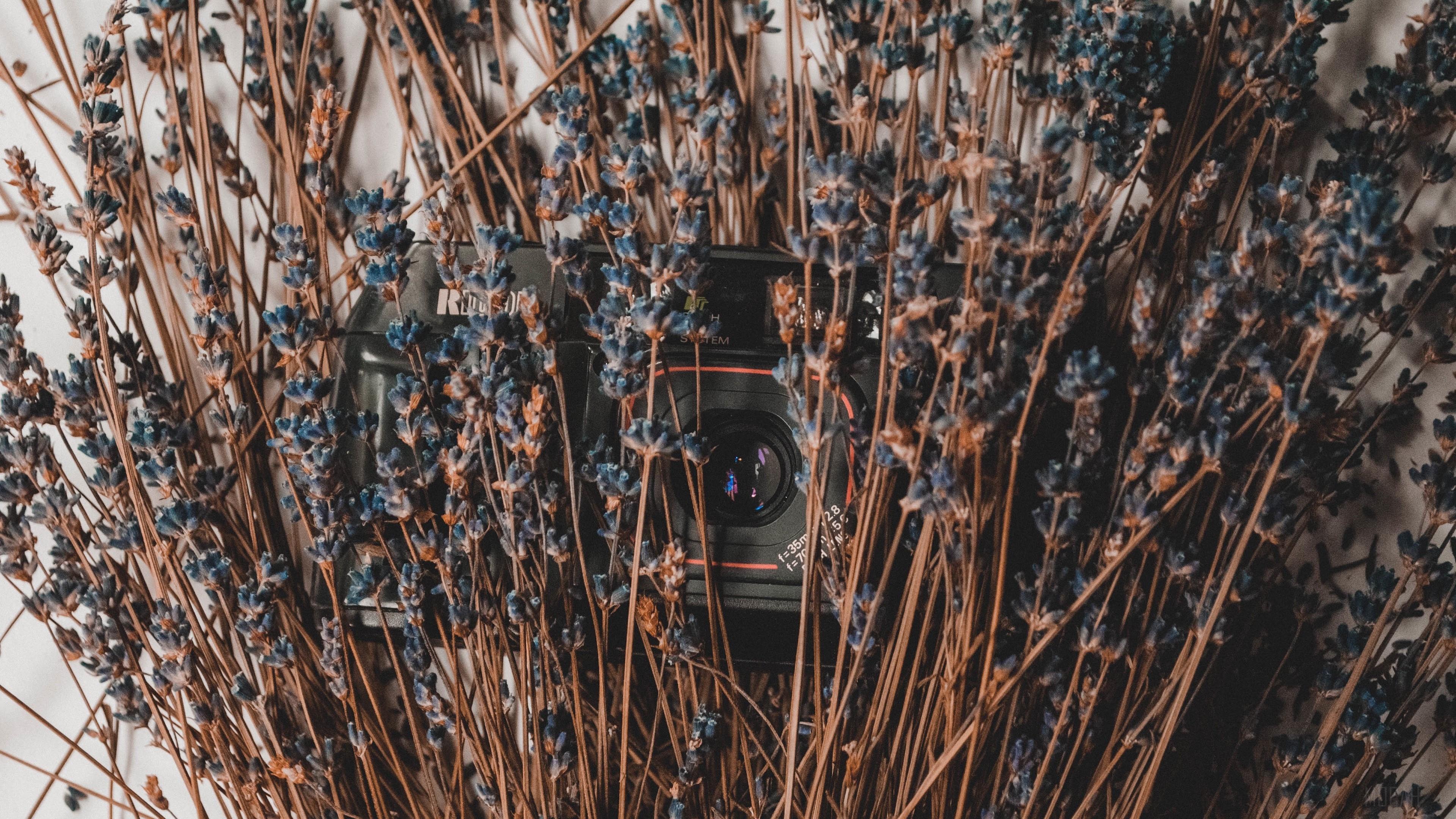 HD wallpaper, Lavender, Camera, Flowers, Dry 4K